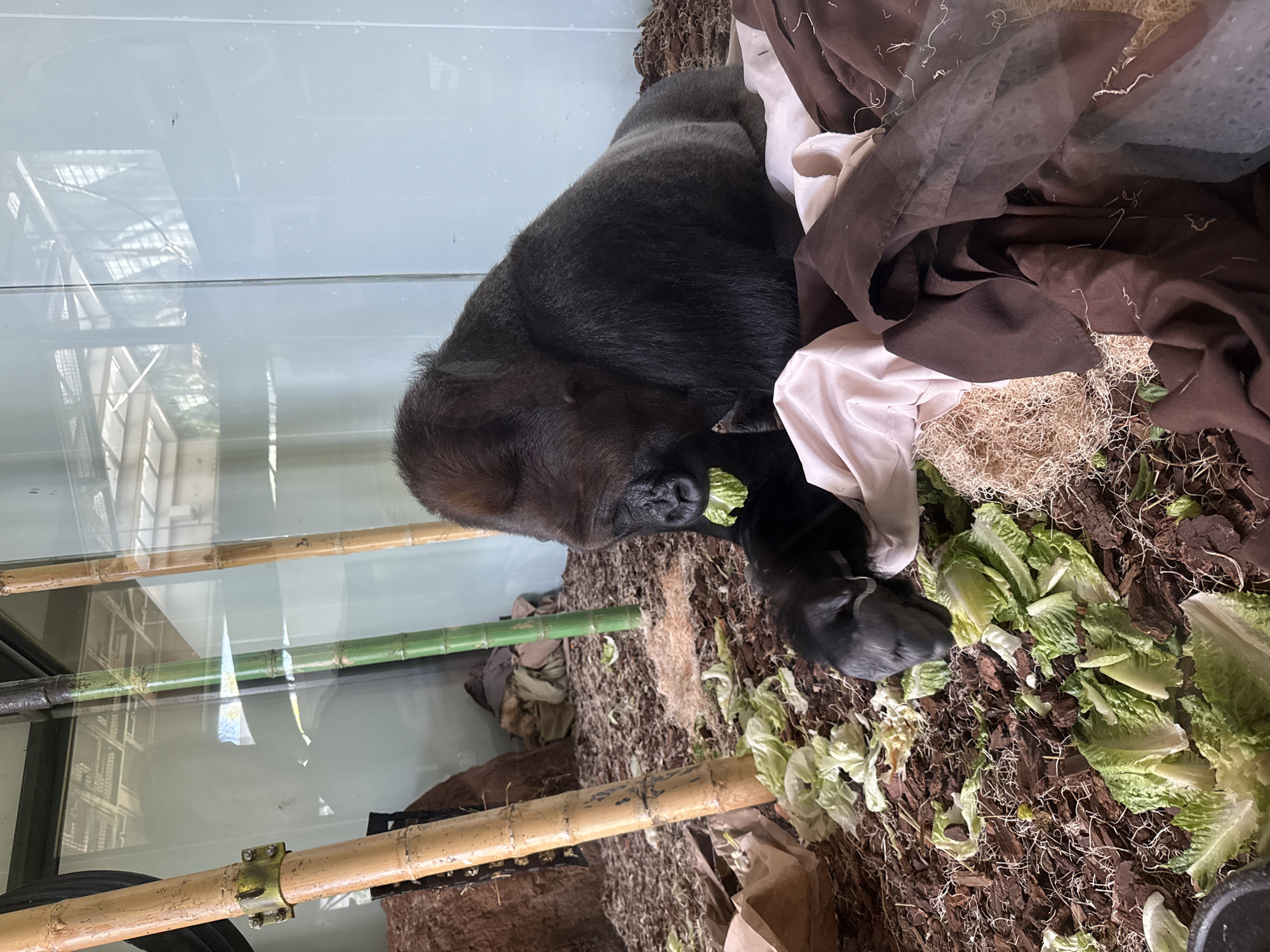 A gorilla sits in its enclosure at the Lincoln Park Zoo in Chicago, Illinois. The enclosure includes hay, lettuce, brown and tan fabric, and bamboo. The enclosure is separated from the viewer by glass.