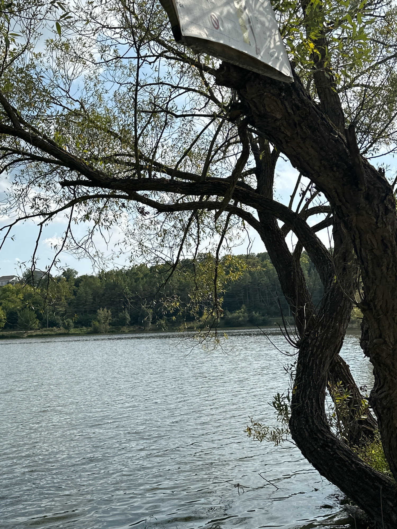 The image depicts a tranquil waterside scene with a large tree prominently featured in the foreground. The tree's trunk is thick and gnarled, with several branches extending out over the water. The bark has a rough texture, and some smaller branches with leaves are visible, casting shadows on the water. The water itself is calm, with a gentle ripple across its surface, reflecting the overcast sky and surrounding greenery. In the background, a dense line of trees forms a natural border along the far bank of the body of water. A faint structure, possibly a building, can be seen peeking above the treeline on the left side of the frame. The sky is a mix of clouds and blue, suggesting a partly cloudy day. This scene is located at the Makiv Reservoir in Makiv, Ukraine.