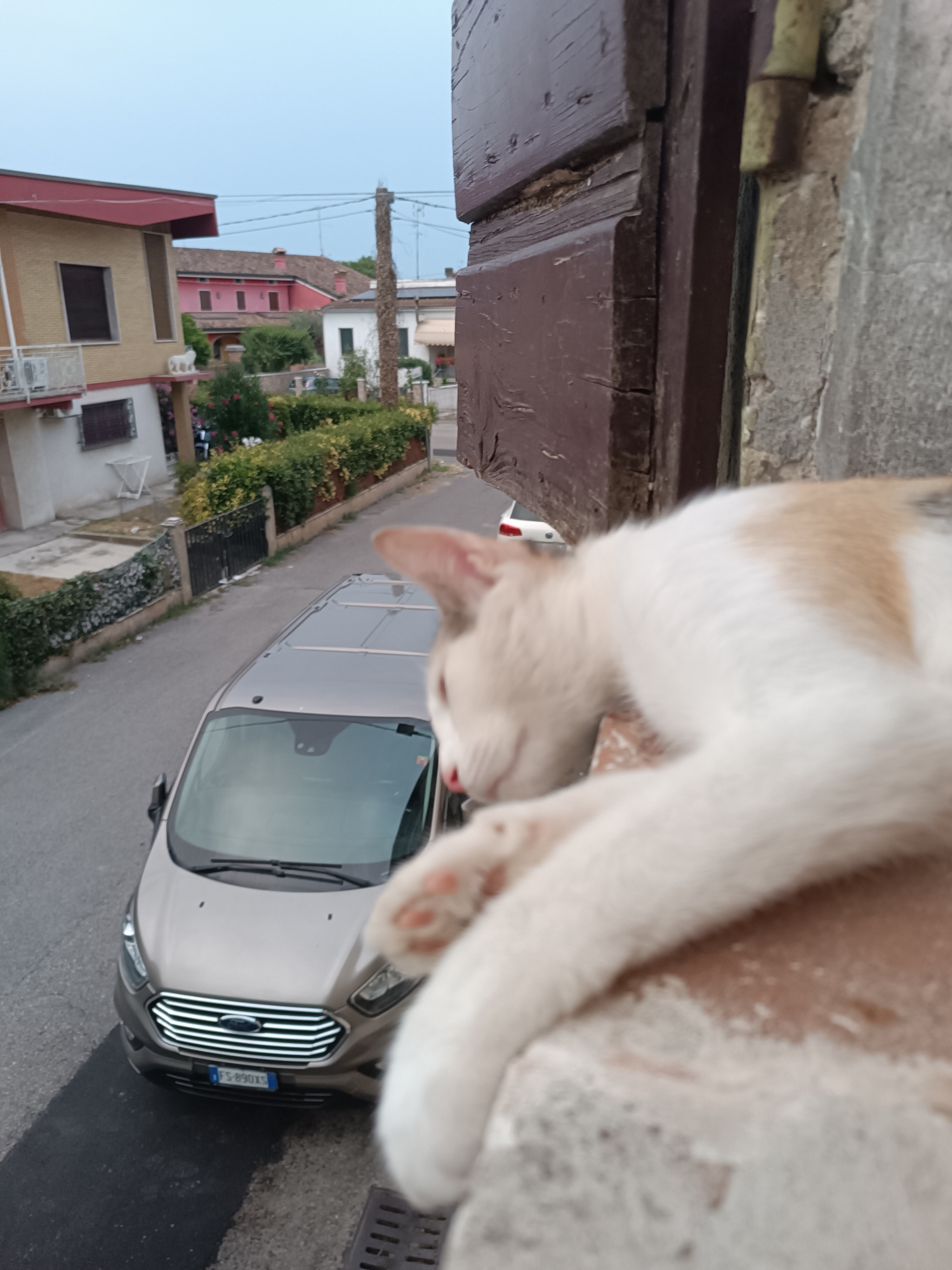 The image shows a tan and white cat lying on a ledge, with its head and front paws in the foreground. The cat is looking down and to the left, with its eyes closed and its mouth slightly open. In the background, there is a street with a tan van parked on the left side. The van has a license plate that reads "FS-890X1". Beyond the street, there are houses and buildings. The sky is overcast. The image appears to be taken from a high vantage point, likely a window or balcony.
The scene is located in Viadana, Italy.