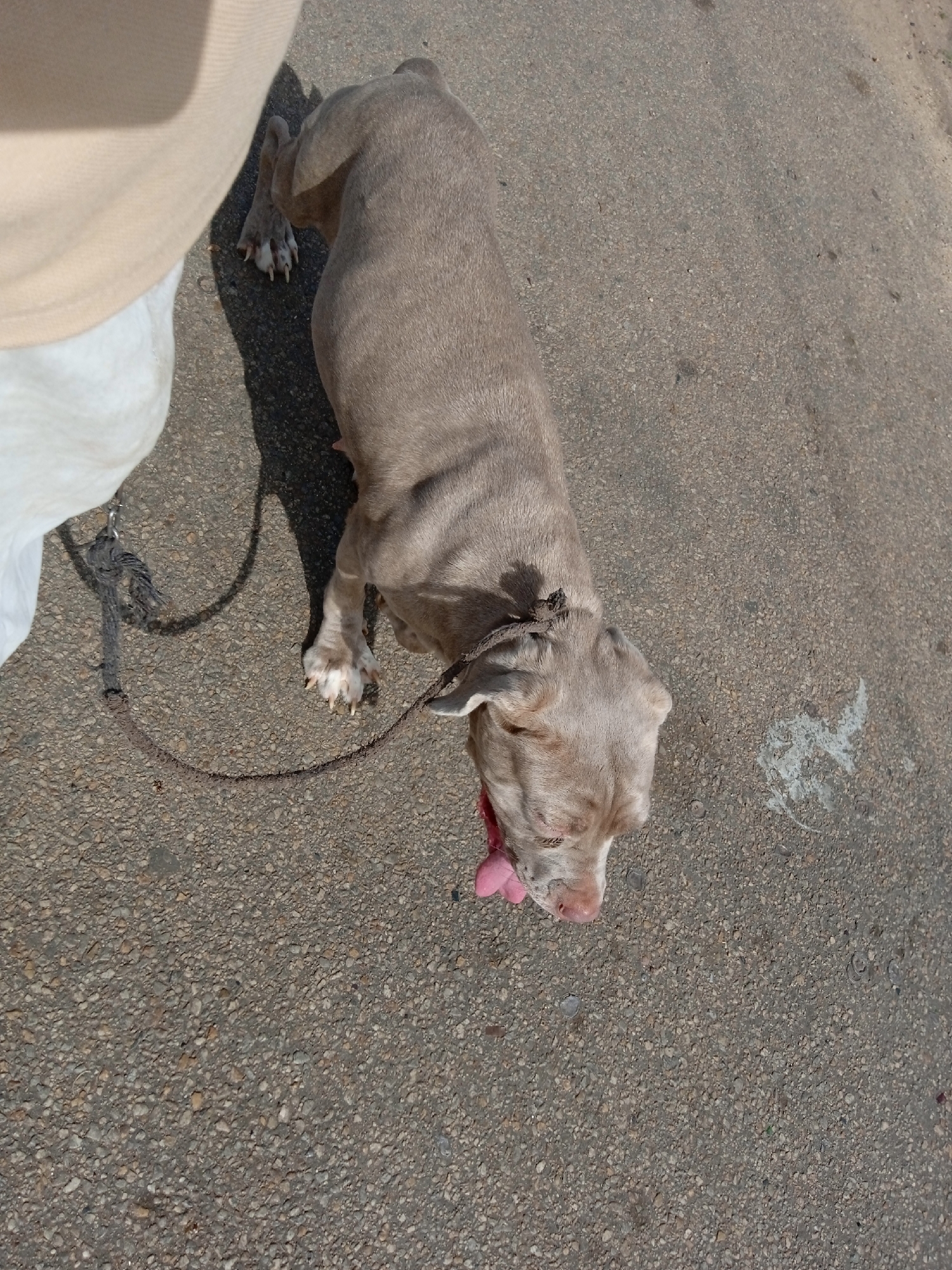 A high-angle medium shot depicts a gray American Bully breed dog on a leash, extending its tongue, positioned on asphalt pavement, likely a street or sidewalk in an urban environment. Part of a person's leg, covered in light-colored clothing, is visible to the left of the dog. White splotches are scattered on the asphalt near the dog. The location is Unknown, Unknown.