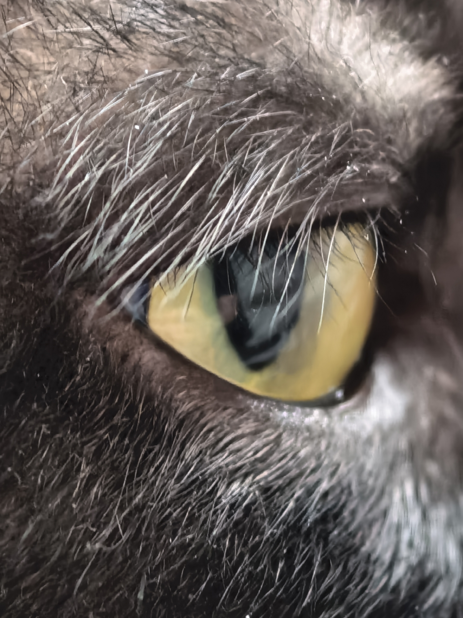 A macro photograph captures the extreme close-up of a cat's eye, revealing intricate details of its iris and surrounding fur. The iris is a striking yellow-green, with a dark, vertically slit pupil centrally positioned. Fine, pale whiskers, some tinged with a bluish hue, fan out from the eyelids, contrasting sharply with the dark, dense fur that surrounds the eye. The fur itself displays a textured, almost bristly appearance, with individual strands clearly visible. The lighting highlights the textures and the sheen of the eye, creating a dramatic and detailed portrait of feline anatomy. The setting is not discernible from the image.
