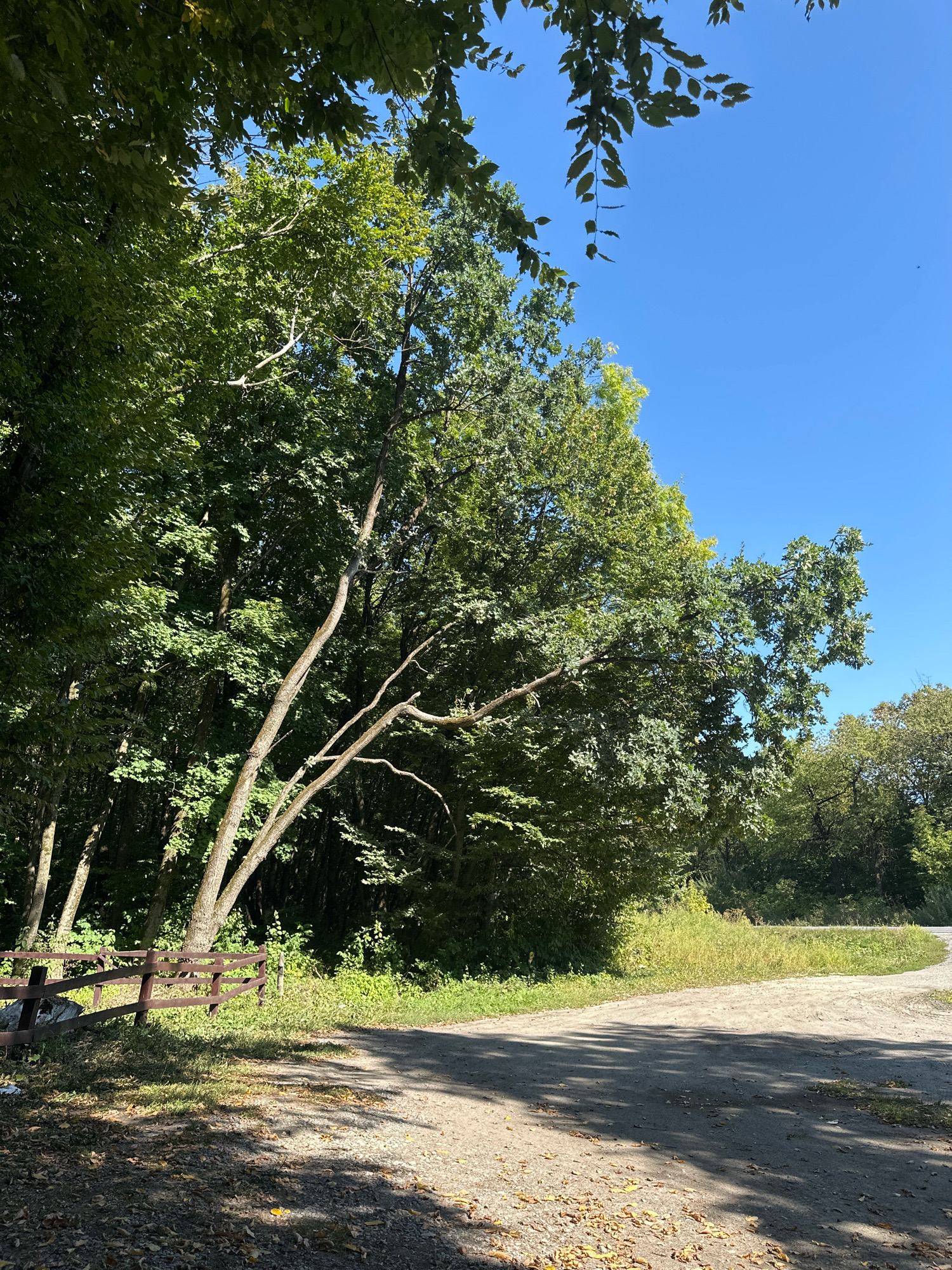 An outdoor, eye-level, full shot captures a rural landscape under a bright blue sky with minimal clouds. A dirt road curves into the foreground and extends into the distance. On the left, a dark brown wooden fence runs along the edge of the road, bordering a dense forest. The trees are tall and green, with some leaves starting to turn yellow, suggesting it might be early autumn. Sunlight filters through the leaves, creating dappled shadows on the road and ground. The overall scene depicts a serene, natural setting, possibly in the city of Shatava, Ukraine, known for its picturesque countryside. There are no people or animals visible in the image.