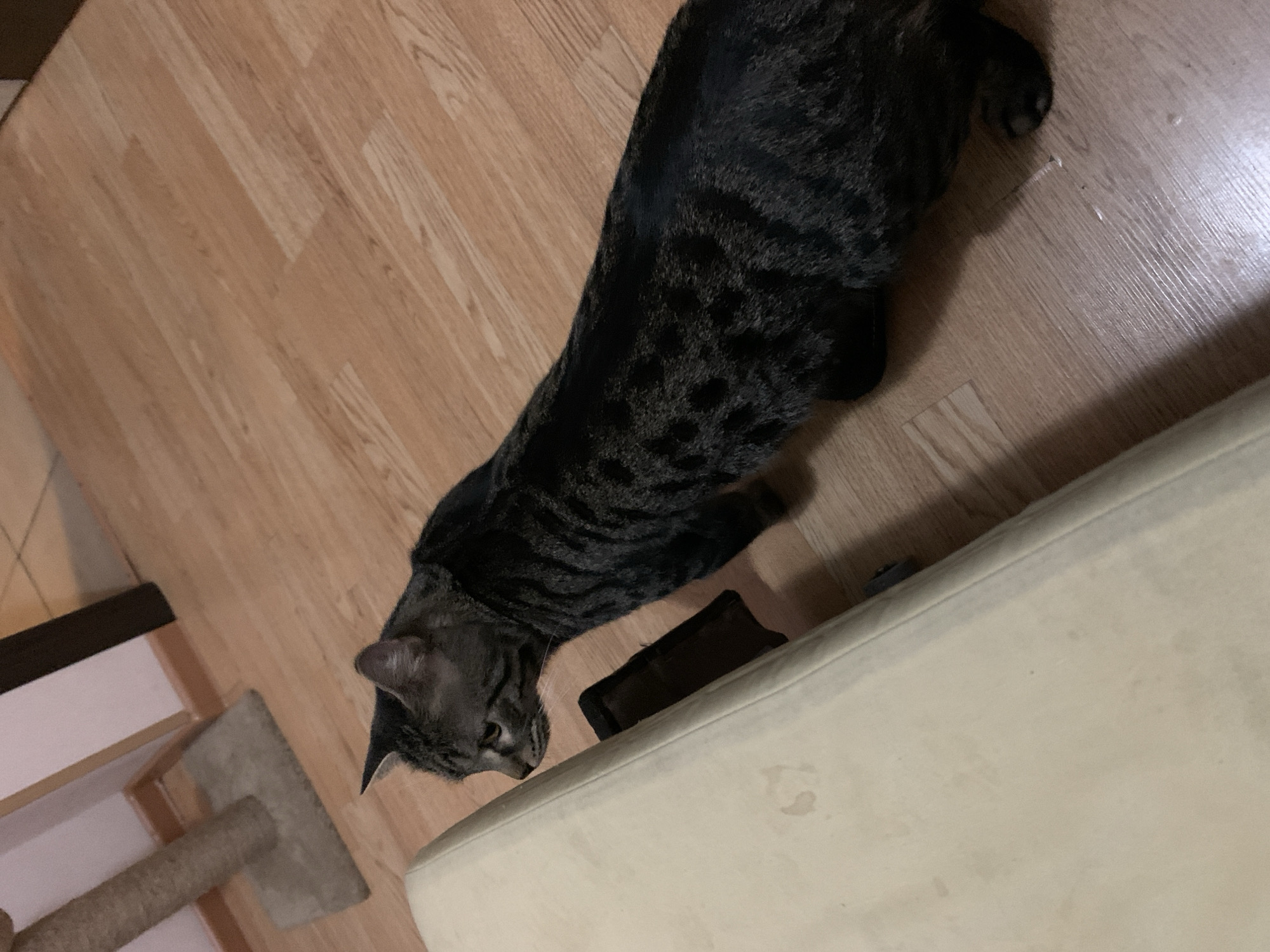 An overhead shot captures a dark-striped tabby cat in an indoor setting, likely a home. The cat, with dark grey and black patterned fur, is stretched out on a light-colored wooden laminate floor. Its head is lowered and turned to the right, intently focused on a small, dark, rectangular object (possibly a wallet or phone) resting on the floor. This object is positioned directly in front of a substantial piece of light-colored, upholstered furniture, which appears to be a sofa or bed.
The cat's body extends diagonally across the frame, with its back facing away from the camera. Partial views of other household items are visible; a scratching post with a rope-wrapped pillar and a flat base is in the bottom left corner, alongside another structure behind it. The lighting suggests an interior environment, possibly illuminated by artificial light, casting subtle shadows on the floor. No specific time of day or outdoor weather conditions can be inferred, and there is no visible text in the image. The scene conveys a moment of feline curiosity or focus within a domestic space. The provided location context is Stavropol, Russia, although this is not visually evident in the image itself.
