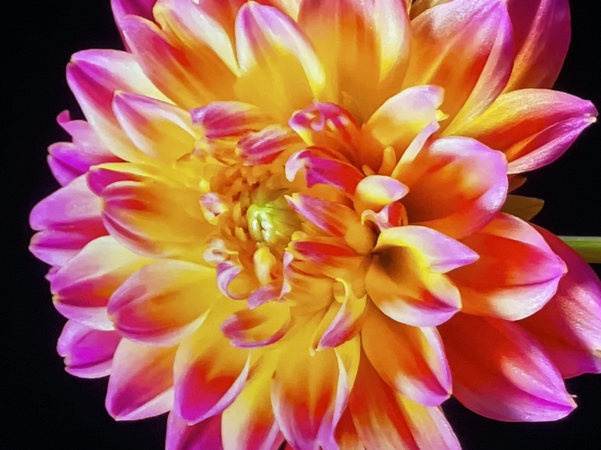 The image is a close-up photograph of a dahlia flower against a black background. The flower has numerous petals that are colored in a gradient from pink to orange to yellow. The petals are densely packed together, creating a rounded shape. The center of the flower is a mass of smaller petals in shades of yellow and orange.
There is no indication of this image being taken in Rozsoshentsi, Ukraine.
