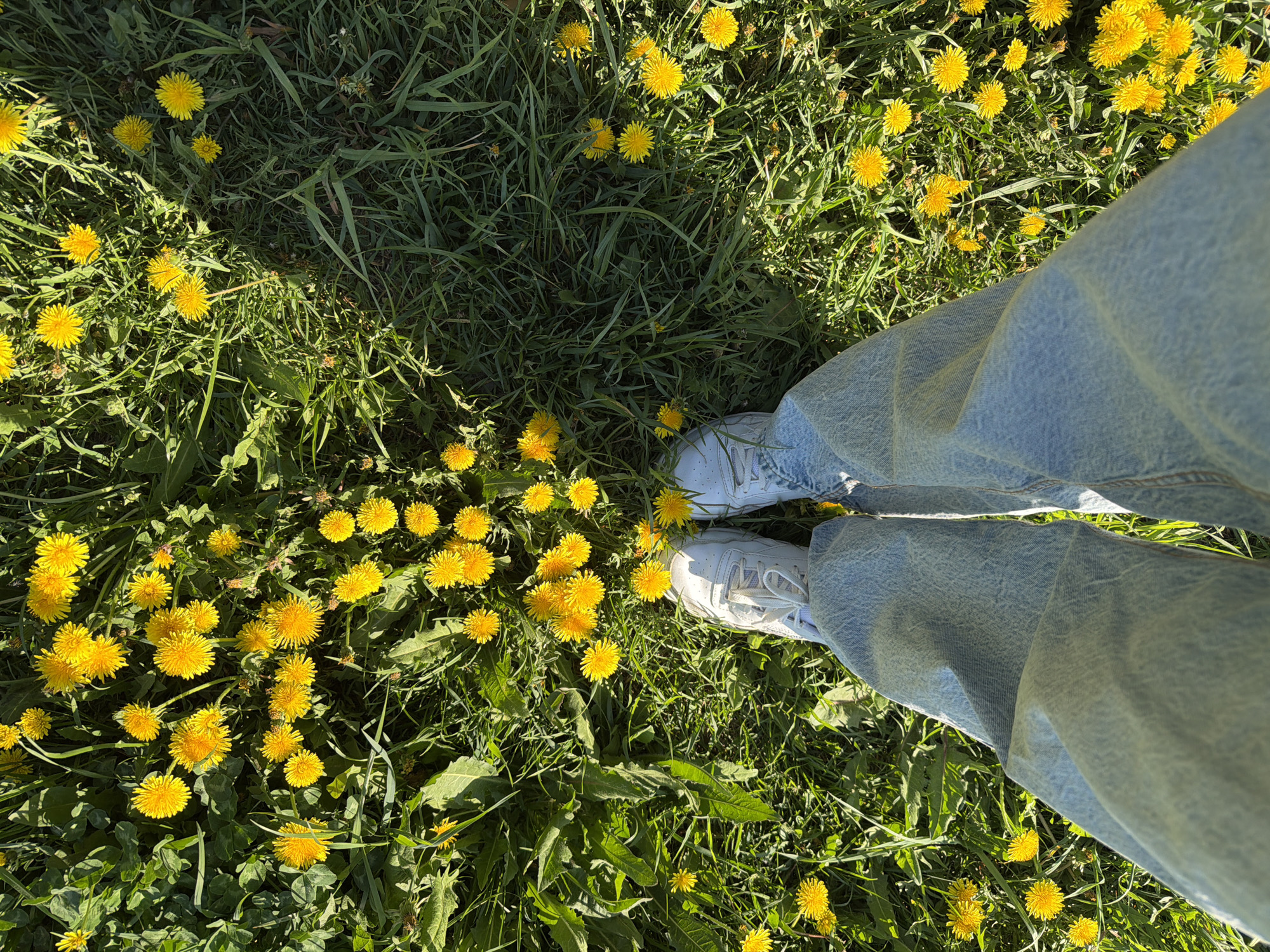 A high-angle shot depicts a person standing in a field of dandelions. The individual is wearing light blue jeans and white sneakers. The field is filled with green grass interspersed with many yellow dandelions. The location is not mentioned in the image, so cannot be determined.