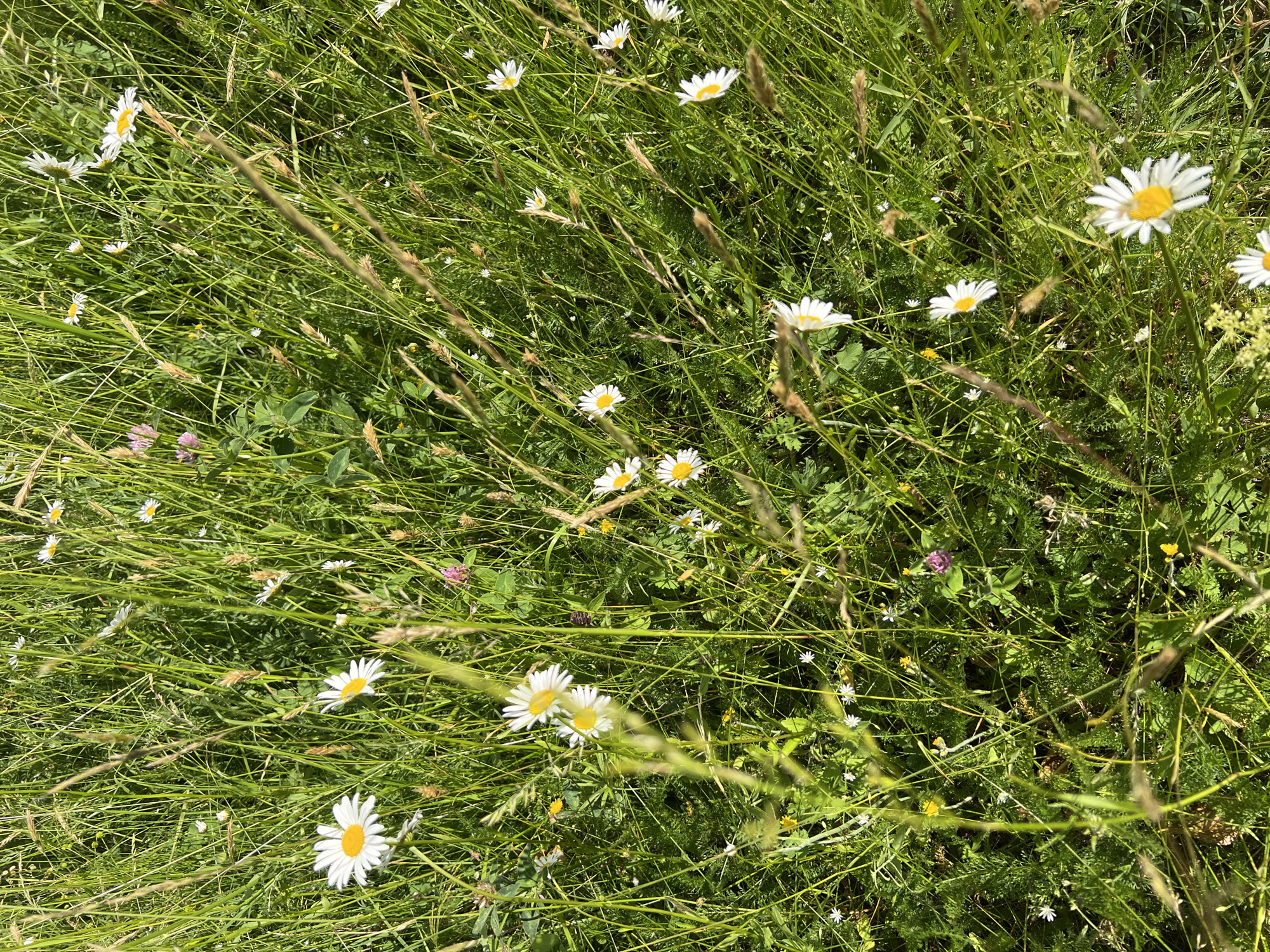 The image displays a close-up, overhead view of a meadow filled with white daisies and various green grasses and plants under bright daylight. Several daisies with yellow centers and white petals are scattered throughout the frame, with some larger and more prominent than others. The foliage is dense, with long, thin blades of grass and other smaller plants creating a textured background. There are also some hints of other small wildflowers and seed heads visible. No people or structures are present in the scene. The environment appears to be a natural, uncultivated grassy area, possibly a field or park. There is no information in the image to suggest a specific location in the city of Пигозино, Russia.
