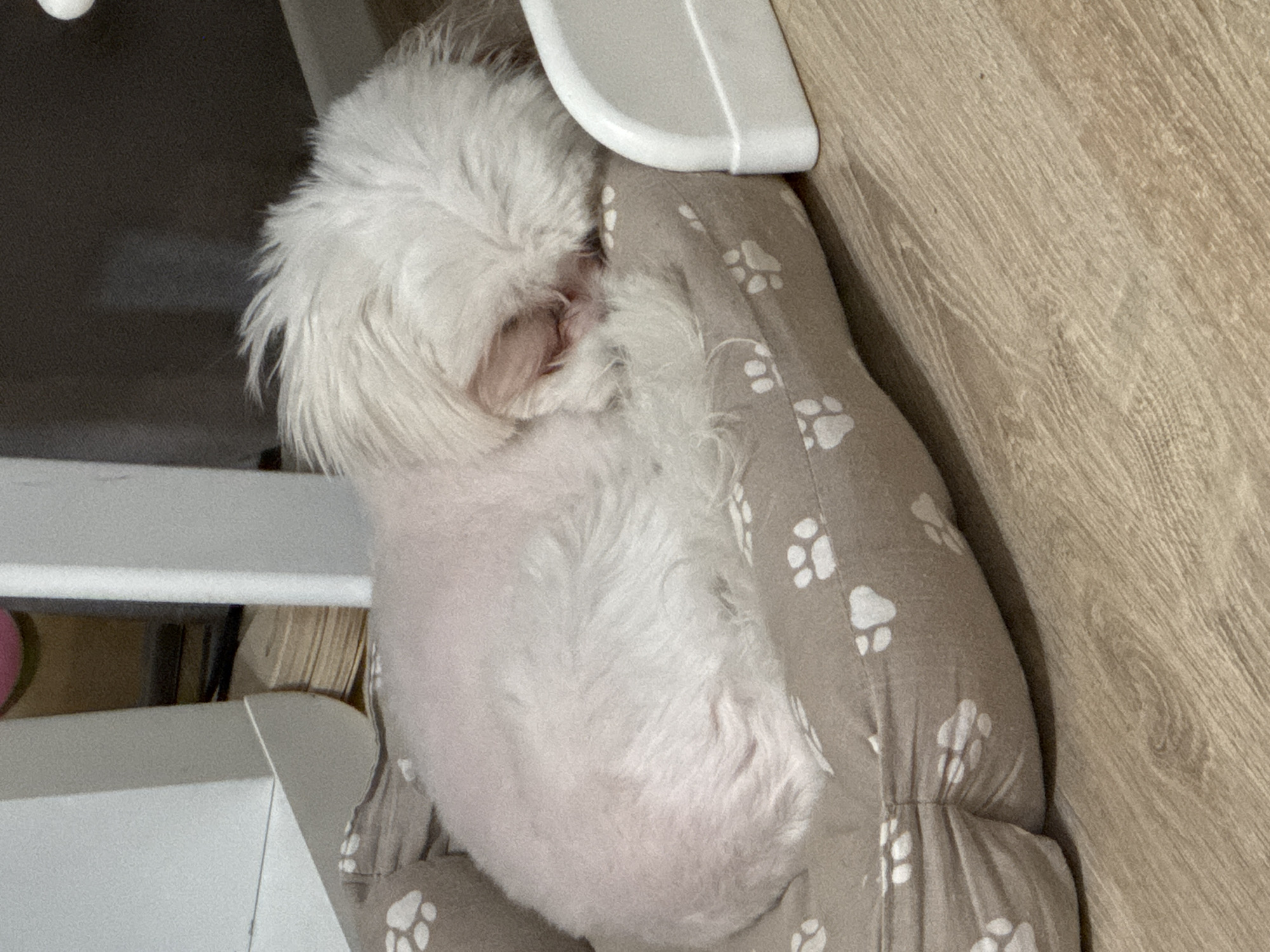 A small, white, fluffy dog is curled up and sleeping in a pet bed. The bed is beige with white paw prints. The dog's face is hidden by its fur. The pet bed is on a light brown wooden floor. In the background, there is a white piece of furniture and a dark gray wall. The scene appears to be indoors. The location is not specified in Mikhaylovsk, Russia.