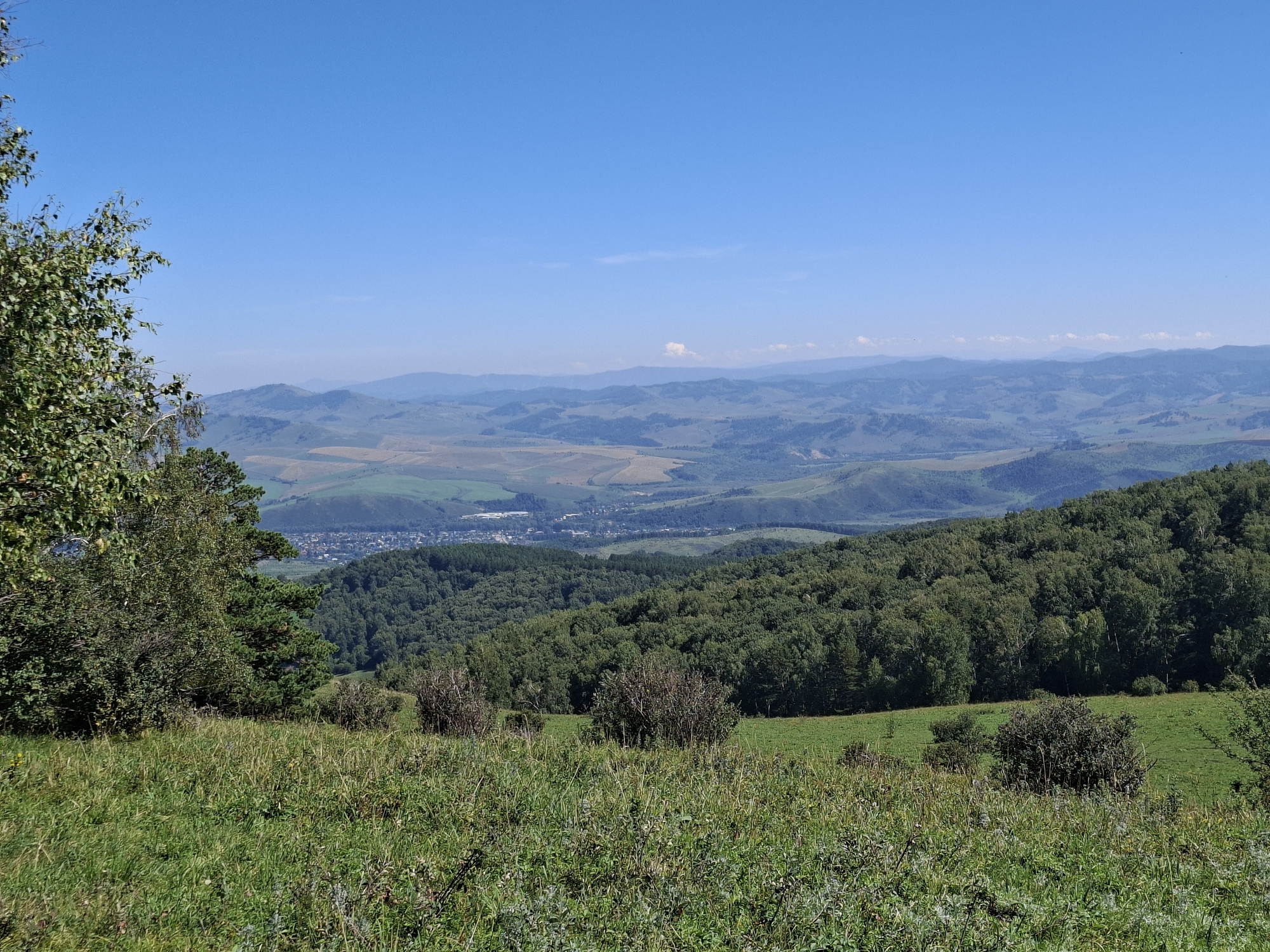 The image captures a wide panoramic view of a rolling landscape under a clear blue sky. In the foreground, a grassy hill is covered with lush green grass and scattered bushes. To the left, a large tree with green foliage stands prominently, its branches reaching towards the sky.
Further into the distance, a dense forest of green trees covers the slopes of hills. Beyond the forest, a town or village is visible, with buildings nestled in a valley. The landscape then extends to a series of undulating hills and mountains that fade into the hazy distance, with some areas showing patches of cultivated fields.
The scene appears to be a rural or semi-rural environment, likely in the region of Altai Krai, Russia, given the mention of Altaiskoe, a settlement in that region known for its natural beauty and mountainous terrain. There are no people or animals visible in the image. The overall impression is one of a serene, natural landscape bathed in sunlight.