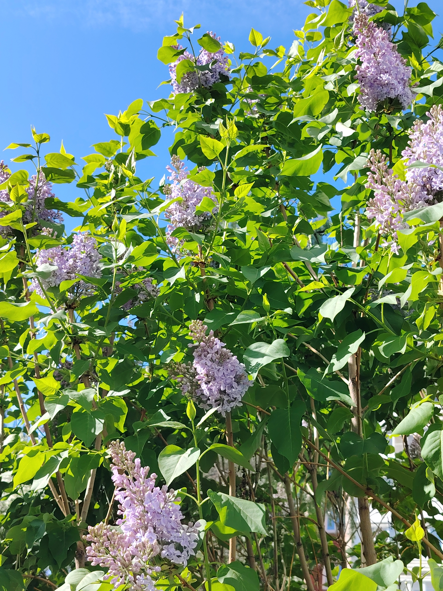 The image shows a close-up view of a lilac bush in full bloom against a clear blue sky. The bush is dense with green leaves and clusters of lavender-colored flowers. The location is the city of Chaikovsky, Russia. There are no people or other subjects visible in the image. The primary action is the blooming of the lilac flowers. The environment is a bright, sunny day.