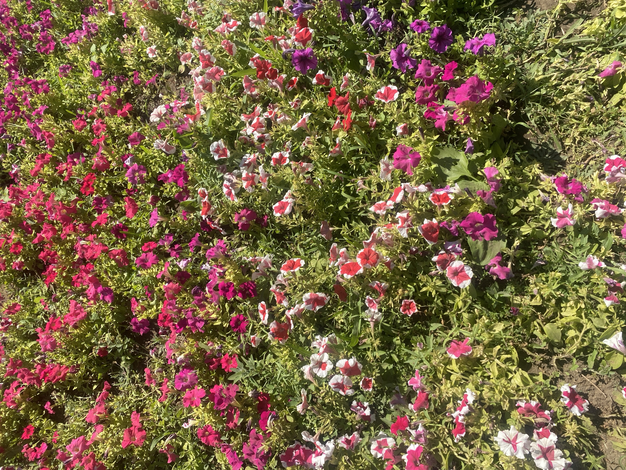 This is a high-angle, full-frame photograph of a dense planting of petunia flowers in the city of Oral, Kazakhstan. The flowers are in various shades of pink, magenta, red, white, and purple, with some having bi-colored petals. They are interspersed with green foliage and some dry, yellowed leaves. The ground beneath the flowers is visible in patches and appears to be soil. The lighting suggests a sunny day, casting shadows within the dense growth. No people or animals are present in the image.