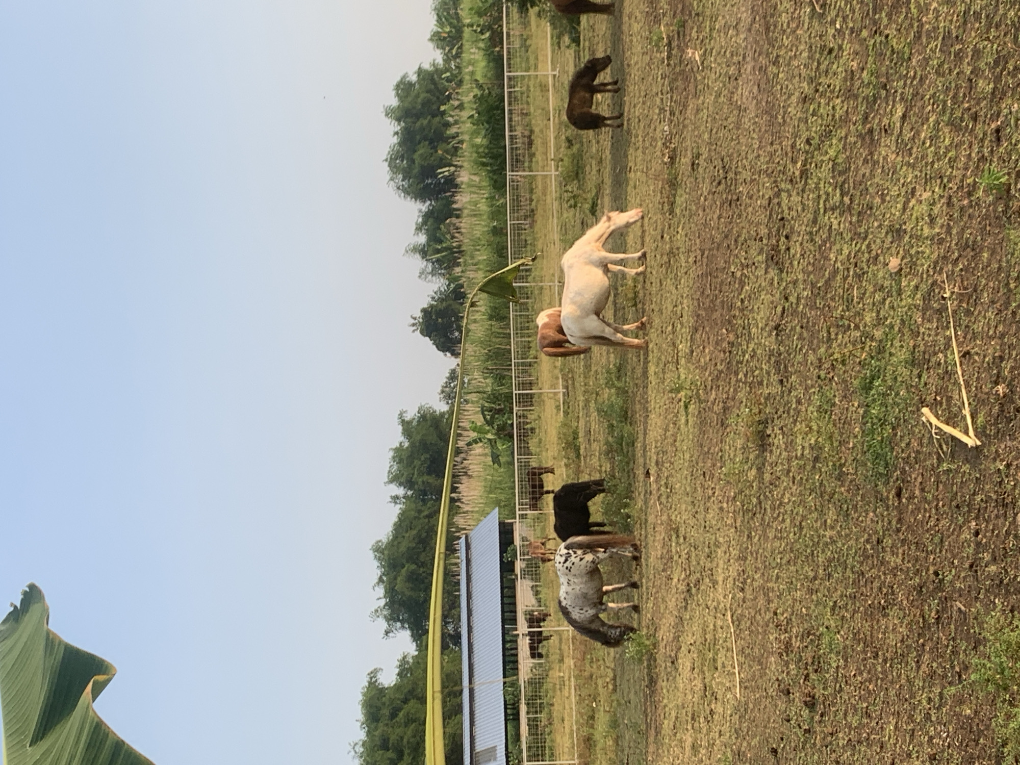 The image depicts an outdoor, rural scene in Botok, Indonesia, featuring a fenced paddock inhabited by multiple horses. No people are present.
Approximately ten horses of varying colors and sizes are visible across the mid-ground and background, predominantly grazing with their heads down. In the left-mid foreground, a white horse with prominent dark spots, consistent with an Appaloosa pattern, grazes. To its immediate right, a dark brown pony also grazes. Further right, a light cream or white horse grazes, positioned with its head down. In the background, several other horses, mostly dark brown or bay, are partially visible behind a white multi-strand fence that defines the paddock boundaries.
The ground is a mix of patchy green grass and exposed brown dirt, indicative of a well-used area. In the mid-background-left, behind the fence, stands a low-profile structure resembling a barn or stable, featuring a light-colored corrugated metal roof and dark walls. Above and behind this structure, a long, curved yellow object or line, possibly an irrigation pipe or part of a larger facility, extends horizontally across the frame.
Dense green trees and taller reedy vegetation form the backdrop, extending across the horizon. A large, dark green banana leaf is prominently positioned in the upper-left corner of the foreground, partially obscuring the clear, pale blue sky. The lighting suggests soft ambient conditions, characteristic of early morning or late afternoon.