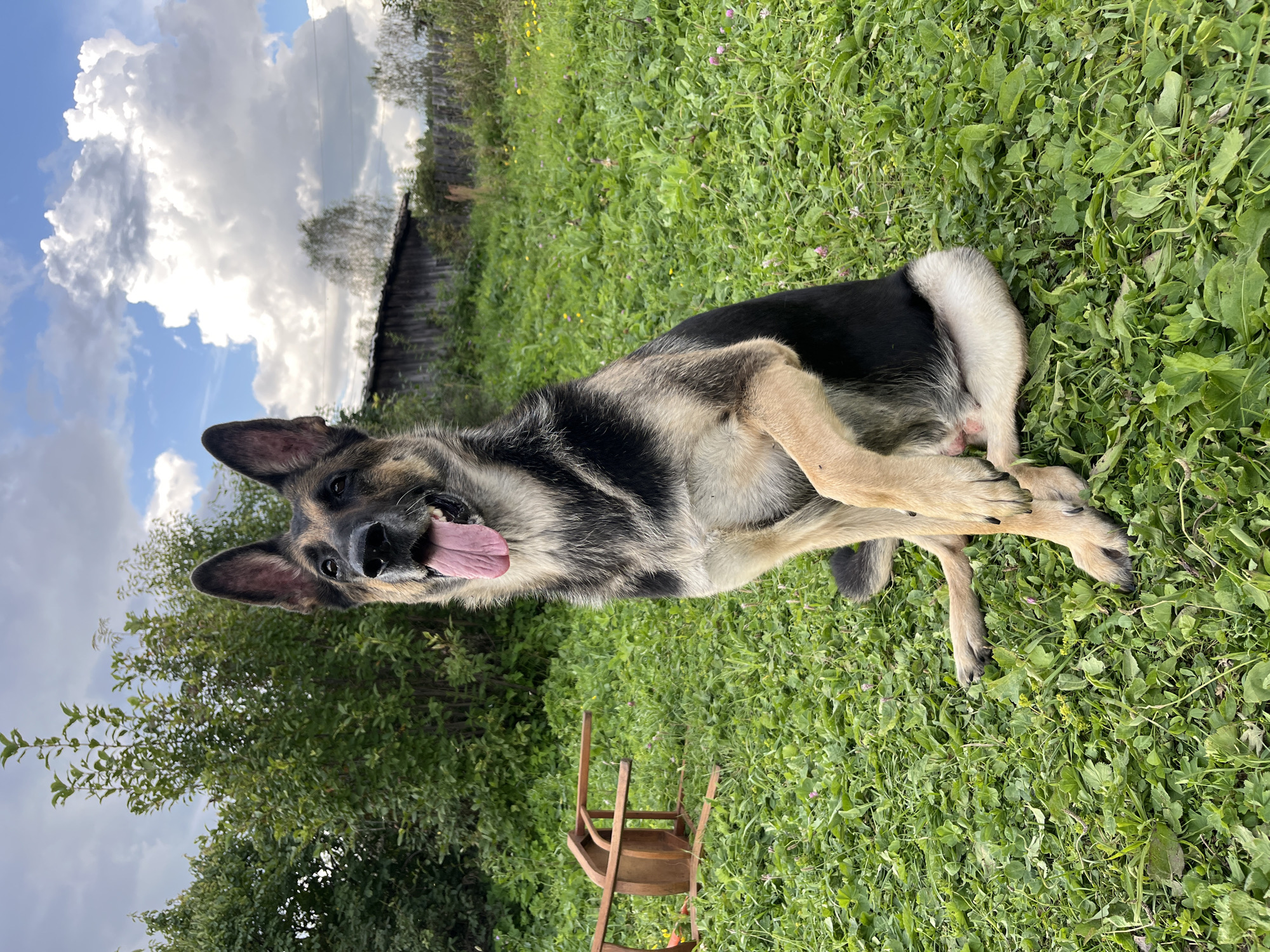 A German Shepherd dog is sitting upright on a patch of green grass in a rural outdoor setting. The dog is looking towards the camera with its mouth open and tongue hanging out. A wooden chair is lying on its side on the grass to the left of the dog. In the background, there are trees, a wooden fence, and a rustic wooden structure under a cloudy sky. The scene does not depict the city of Nizhny Tagil, Russia; it appears to be a countryside location.