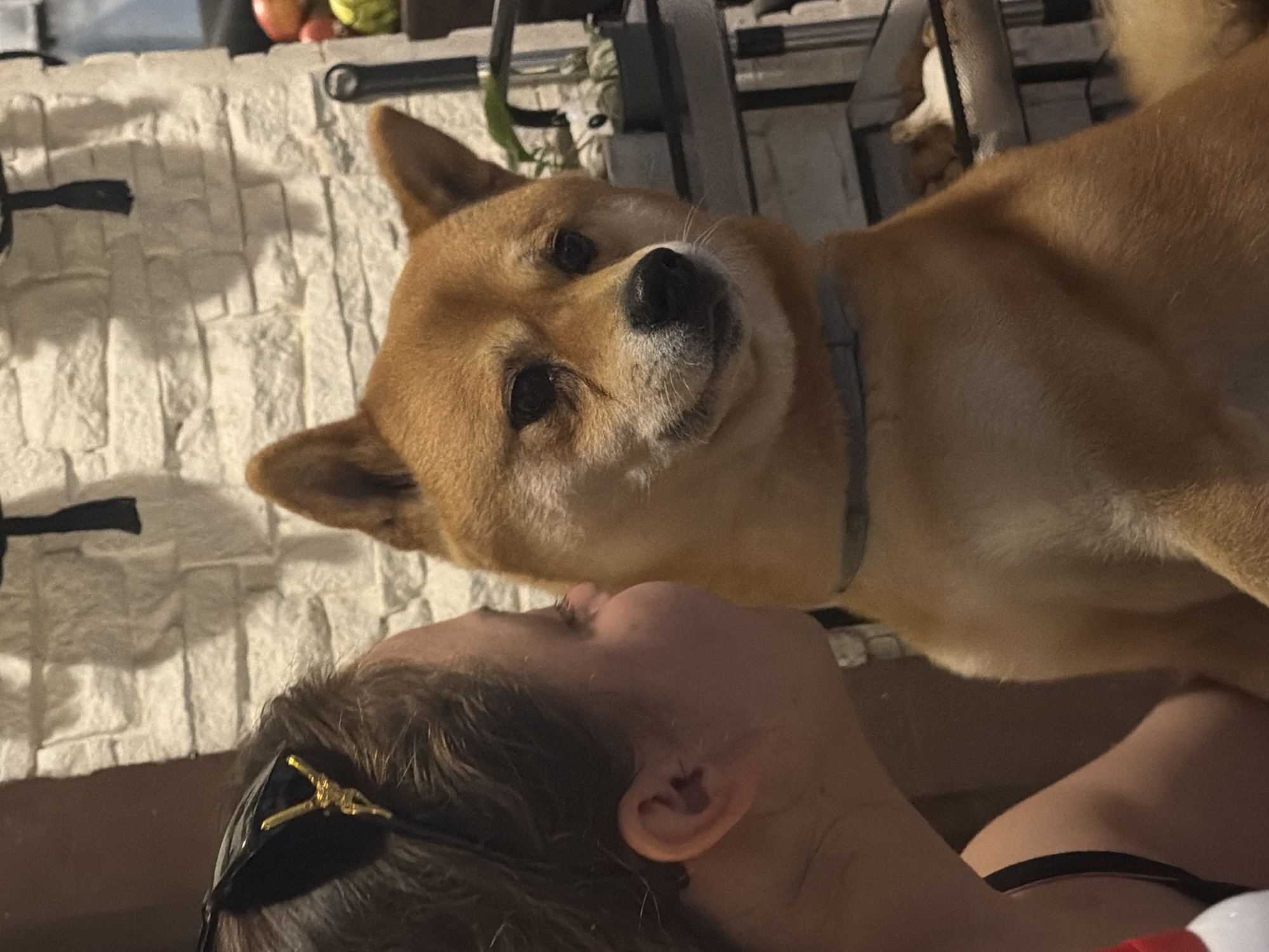 A woman wearing cat ears with gold accents is shown in profile from the chest up, leaning towards a Shiba Inu dog. The dog is positioned in the foreground, facing the camera with a slightly downward gaze. The woman's left ear is visible, as is a portion of her neck and shoulder. The background consists of a white brick wall, with shadows cast upon it. To the right of the dog, shelves are visible with plants and other indistinct objects. The scene appears to be indoors. The specific location in the city of Priseltsi, Bulgaria, is not discernible from the image itself.