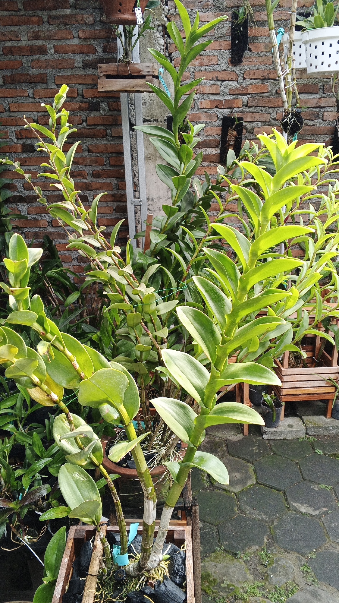 This is a close-up, eye-level shot of several orchid plants in pots and wooden containers, positioned outdoors against a brick wall. The plants are lush and green, with thick, fleshy leaves and visible aerial roots. Some of the orchids have a light green or yellowish hue, while others are a darker green. The pots vary in material, including terra cotta and wood. In the background, a red brick wall serves as a backdrop, and a cobblestone or hexagonal paved walkway is visible in the lower right corner. The lighting suggests it is daytime, possibly overcast. The scene appears to be a garden or nursery setting in Ambarketawang, Indonesia.