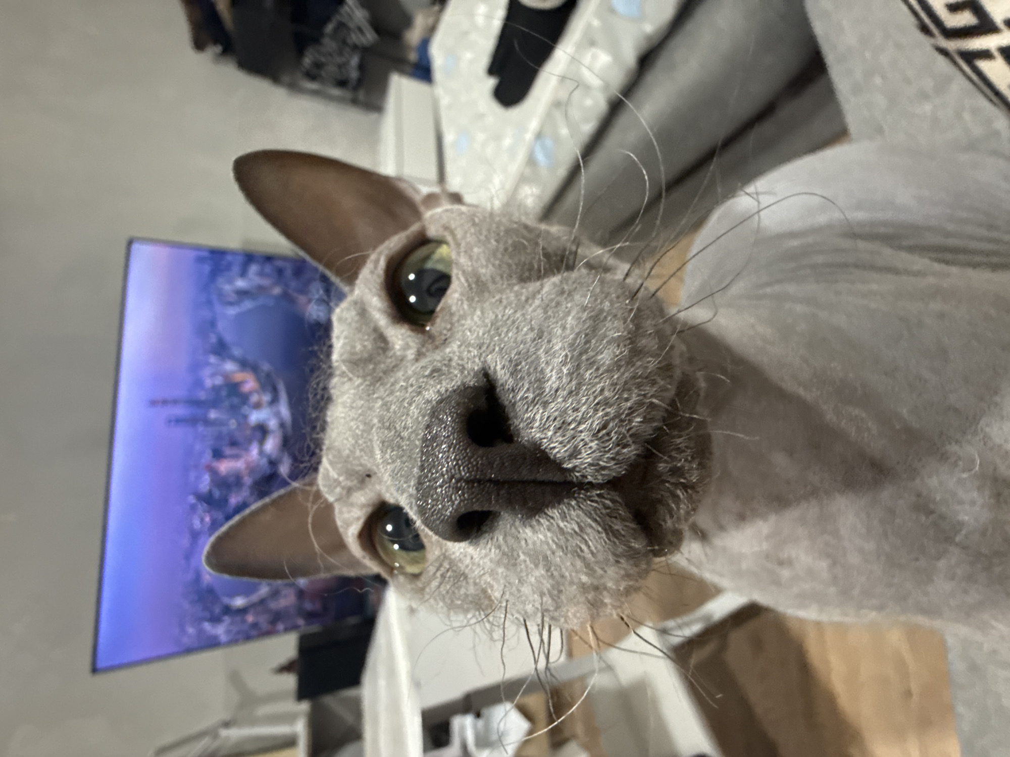A close-up, slightly tilted shot features a gray Sphynx cat. The cat's face dominates the frame, showcasing its wrinkled skin, large ears, prominent whiskers, and green eyes. A television screen displays an image of a city, partially obstructed by the cat's head. The background includes glimpses of furniture, suggesting an indoor environment. The cat's proximity indicates a personal space, and its direct gaze suggests curiosity or interaction with the viewer. The location, Votkinsk, Russia, cannot be verified from the visual information provided.