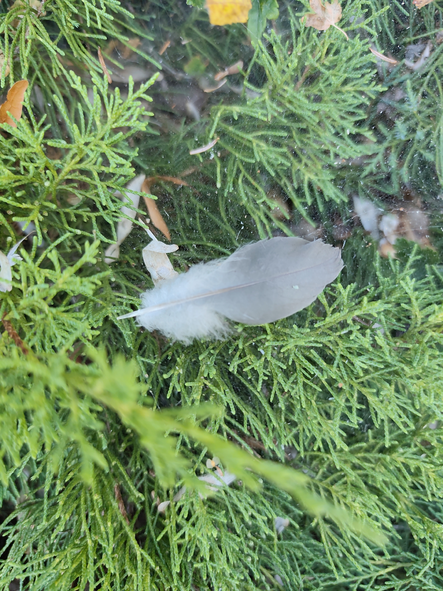 A light gray feather rests on vibrant green evergreen foliage. The feather is positioned horizontally across the frame, with its fluffy base on the right and its pointed end extending to the left. Delicate strands of what appears to be spiderweb are visible, catching the light and creating a subtle texture over the scene. Scattered among the needles are a few small, dry brown leaves and debris. The background is blurred, suggesting a shallow depth of field. The image captures a natural, quiet moment, likely in a park or garden setting. The specific location in Prague, Czechia, is not discernible from the visual information provided.