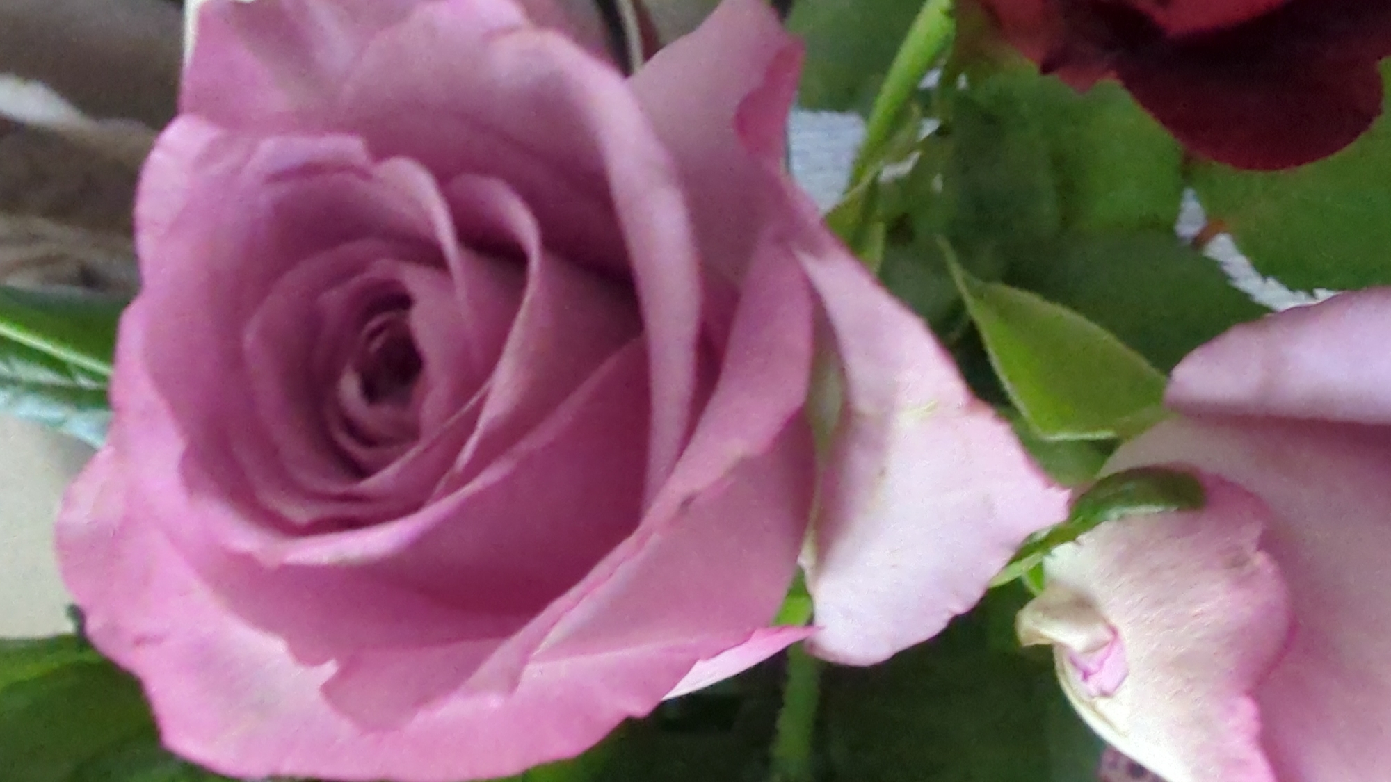 A close-up shot shows a cluster of roses. A large, pink rose dominates the frame, its petals unfurling in a spiral pattern. To the lower left, a smaller, lighter pink rosebud is visible, its delicate petals peeking out. In the background, dark green leaves provide a contrasting backdrop to the soft hues of the roses. A deep red rose peeks from the right edge of the image. The image was taken in Kløfta, Norway.
