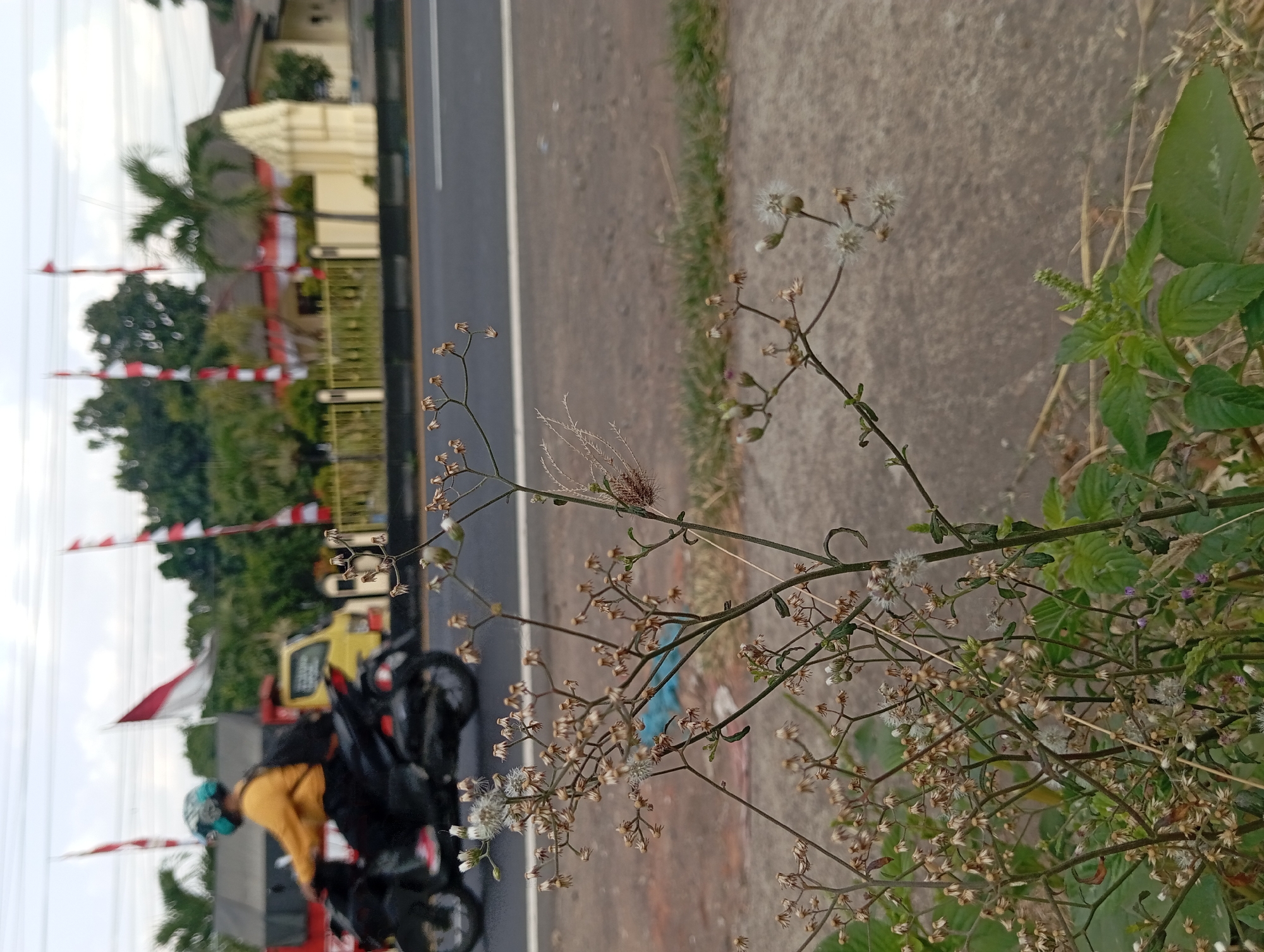 The image depicts a roadside scene in Lemahbang, Indonesia, with a focus on foreground vegetation. In the mid-ground, a person wearing a yellow jacket and a turquoise helmet is riding a black motorcycle on a paved road. Behind the motorcycle, a yellow truck is visible, and further in the background, a building with a yellow facade is present, adorned with Indonesian flags. The environment is characterized by a road, grass, and trees under an overcast sky. The foreground is dominated by dry, wispy plants and some green foliage.