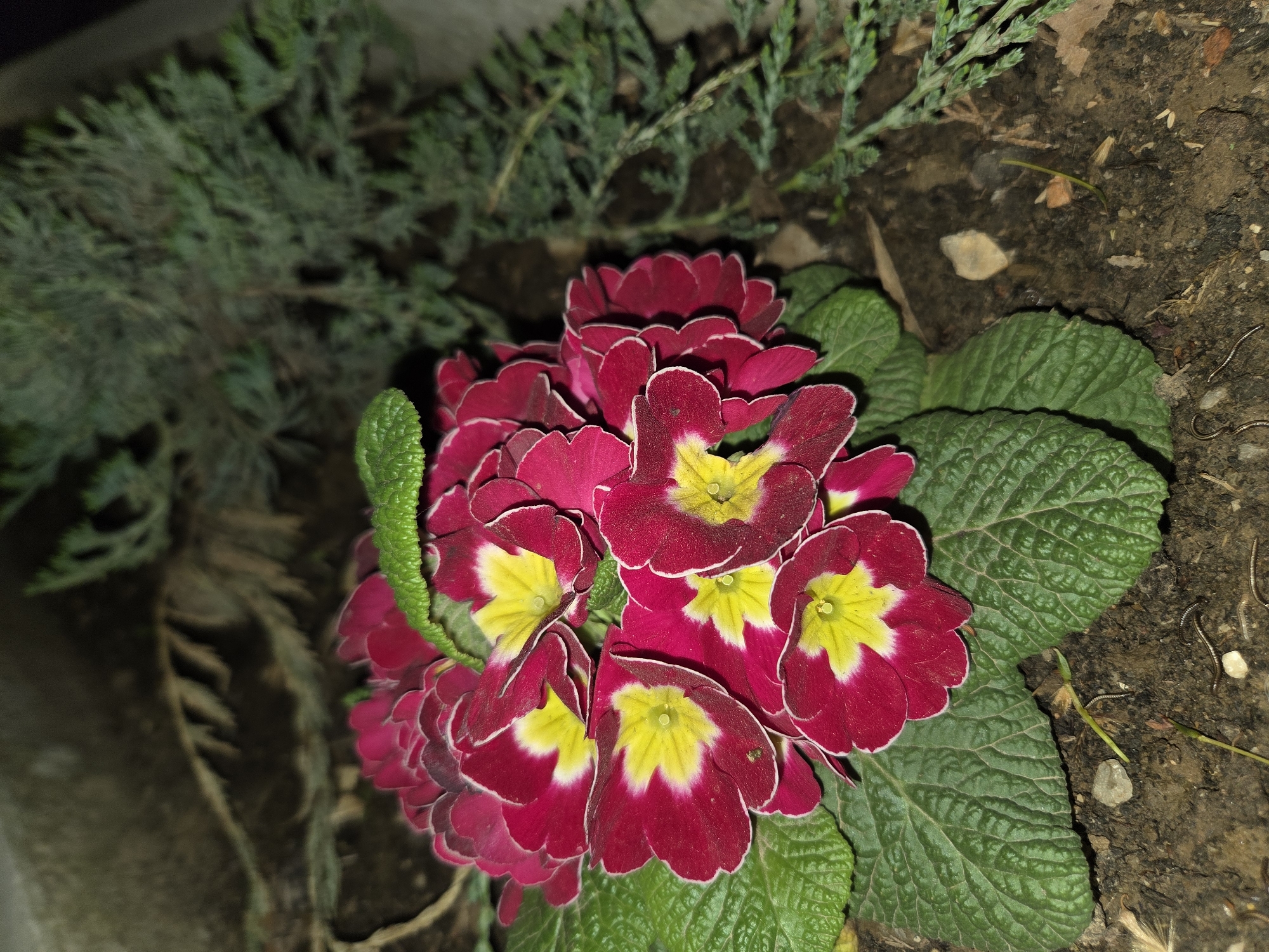 The image shows a cluster of red and yellow primrose flowers surrounded by green leaves and soil. A sprig of evergreen foliage is visible in the upper left corner. The setting appears to be an outdoor garden or flowerbed. The image does not contain information pertaining to the location in the city of Pleven, Bulgaria, or people or interactions.