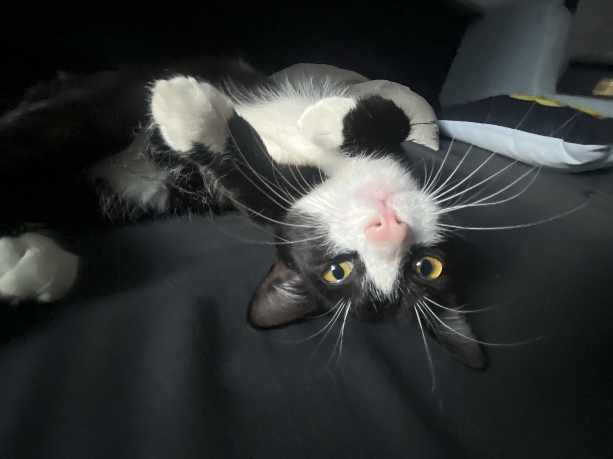 A black and white tuxedo cat is lying on its back on a dark, possibly black, surface, likely a couch or bed. Its front paws are curled up near its chest, displaying white fur. The cat's head is tilted upwards, with its pink nose prominently featured. It has yellow eyes and long white whiskers. Two pillows are visible in the background, one gray and one black with yellow and white designs. The environment appears to be indoors. There is no clear indication of the city of Saint Petersburg, Russia.
