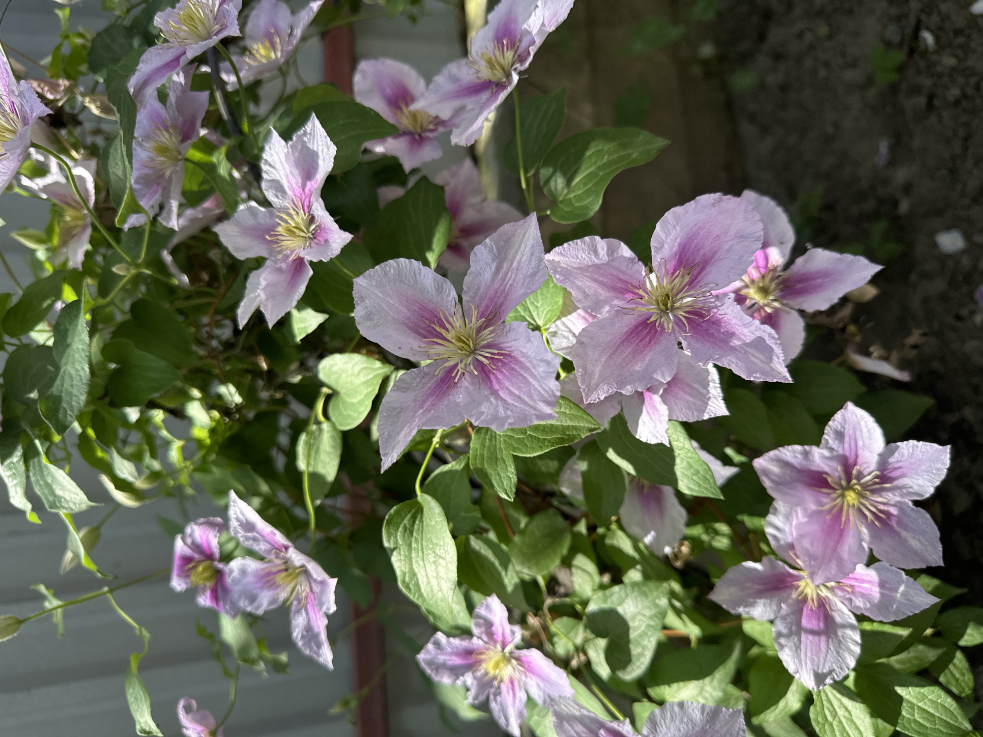 This is a close-up, eye-level, outdoor photograph of a cluster of pink and white clematis flowers in bloom. The flowers have five petals each, with vibrant pink stripes running down the center of each petal. The stamens in the center of the flowers are yellow and delicate. The clematis vine is growing upwards, with lush green leaves surrounding the blossoms. In the background, a blurred grey fence is visible on the left, and a darker, rough-textured surface, possibly soil or a wall, is on the right. The lighting suggests it is a sunny day, with some shadows cast on the flowers and ground. This scene is consistent with a garden setting. There are no people or animals present in the image. The location is Târgu Neamț, Romania.