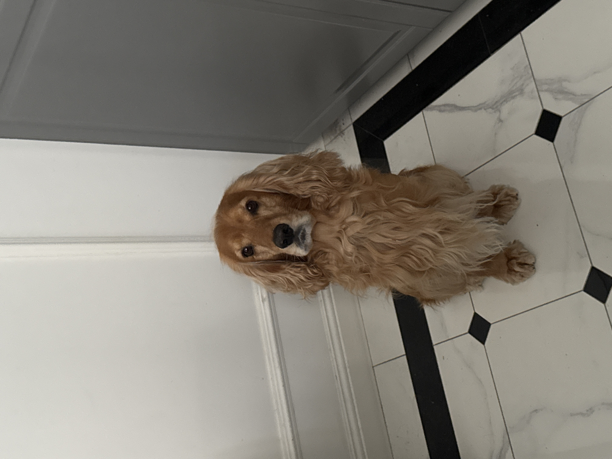 A medium shot captures a medium-sized, golden-brown Cocker Spaniel sitting alertly on a tiled floor. The dog is facing the camera, with its head tilted slightly and its dark eyes looking directly forward. Its fur is wavy and appears to be a lighter golden color around its face and ears, transitioning to a deeper brown on its body. The dog's front paws are neatly positioned in front of it.
The floor beneath the dog is a white tile with subtle grey marbling, laid out in a diagonal pattern with black diamond accents at the corners of some tiles. A black border runs along the edge of the floor.
To the left of the dog is a white wall with decorative molding. The molding is a horizontal band with raised, ornate detailing. To the right of the dog, a large, grey cabinet or door is visible, taking up a significant portion of the right side of the frame. The lighting in the scene is soft and even, casting no harsh shadows. The background is otherwise plain, suggesting an indoor setting like a home or hallway.