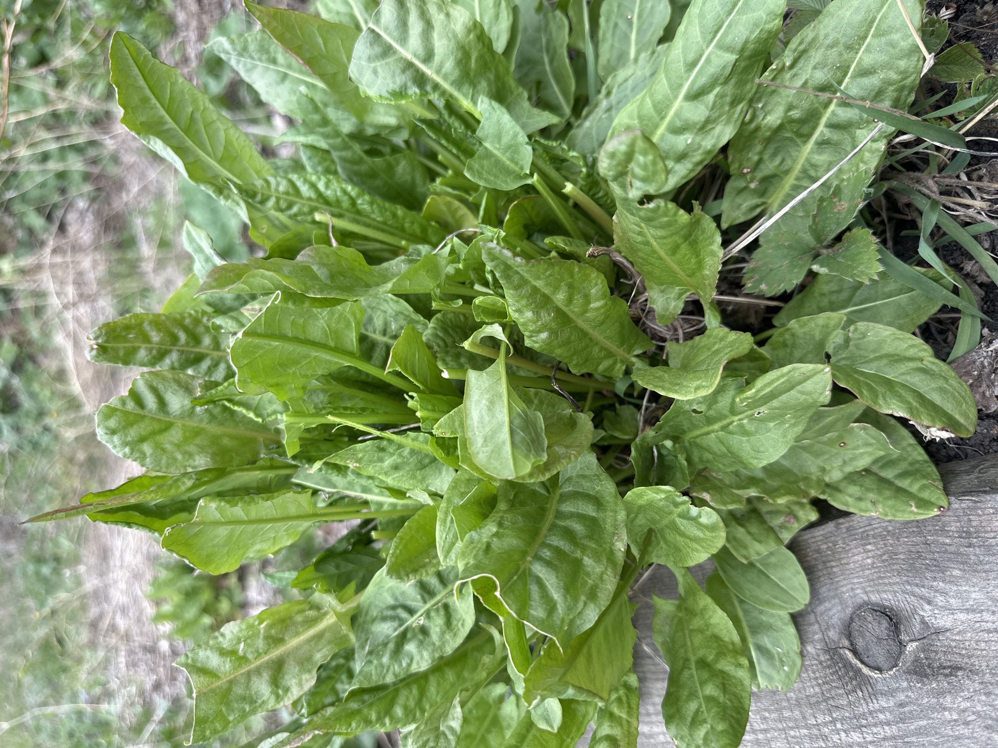 A high-angle close-up shot shows a dense patch of green sorrel plants growing beside a weathered wooden plank. The leaves are large and oblong, with prominent veins and slightly ruffled edges. Some leaves exhibit minor blemishes or discoloration. The wooden plank has a visible knot and shows signs of aging. The background consists of indistinct vegetation and ground cover. The location is Unknown, Unknown.