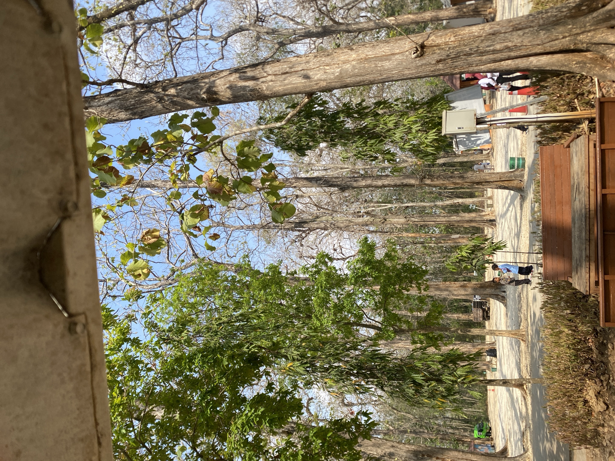 The image captures a sunlit outdoor scene within a wooded area, possibly a park or a nature reserve. The foreground features a wooden bench and some dry vegetation, hinting at a seating area or a recreational spot. Dominating the mid-ground are numerous tall, slender trees with rough bark, some with lush green foliage and others with bare branches. The ground is covered in a light-colored, sandy or gravelly material.
In the middle distance, a few people are visible. Two young children, one in a blue shirt and the other in a darker outfit, are standing and looking at something. Further back, other individuals are scattered, suggesting a public space. Objects such as a green vehicle, a truck, a trash can, and an electrical box are also present, indicating human activity and infrastructure within the natural setting. The sky is clear and blue, suggesting a pleasant day. The overall impression is one of a tranquil, natural environment with signs of human presence and activity. The location is not identifiable as a specific city or region based solely on the visual information.