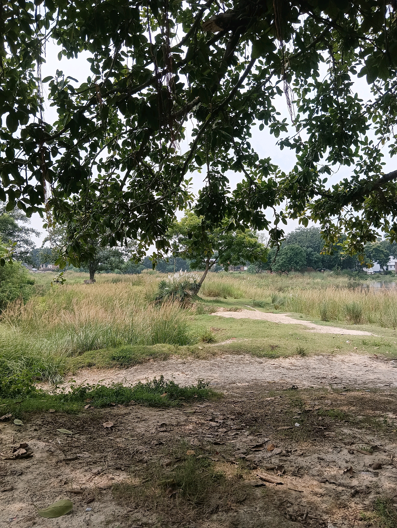 This image captures a natural outdoor scene, likely in or around the city of Tilkar, India. The foreground is dominated by a dirt path interspersed with dry leaves and sparse green grass, suggesting a somewhat unkempt or natural ground cover. Overhanging branches of a large tree with dense green foliage frame the upper portion of the image, casting dappled shadows on the path.
Beyond the foreground, a wide expanse of tall, dry, straw-colored grass stretches into the mid-ground. A lighter-colored dirt path meanders through this grassy area, curving gently towards the background. In the distance, a line of lush green trees forms a backdrop, with hints of buildings visible amongst them, suggesting the proximity of a settlement or village. The sky above is overcast, indicating a cloudy day. The overall impression is one of a rural or semi-rural landscape, possibly a park, field, or common area within the vicinity of Tilkar.