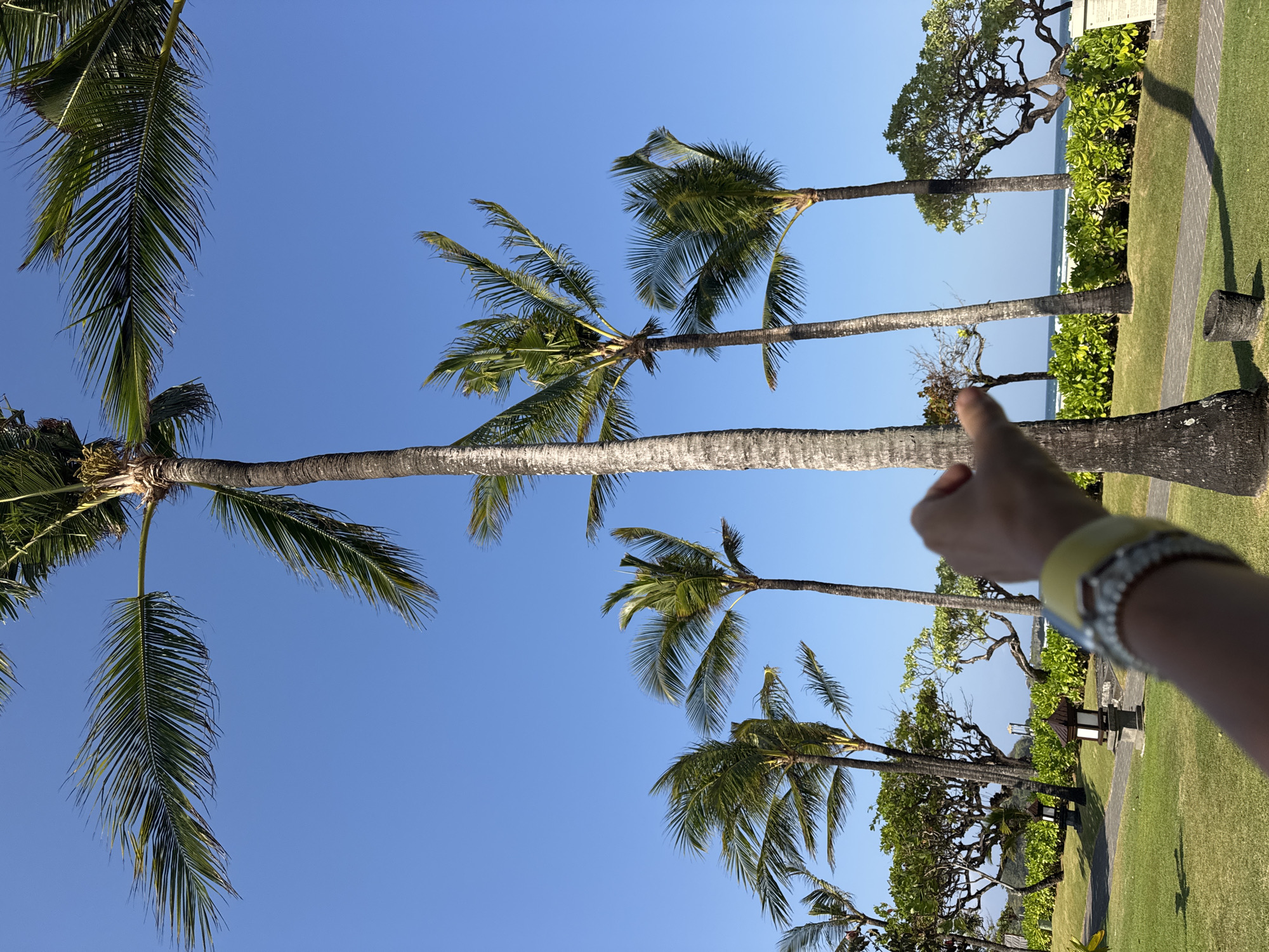 In Kuta Selatan, Indonesia, a person's hand, adorned with a yellow and silver bracelet, extends into the foreground of an outdoor scene. The hand is in a gesture of pointing or reaching. Behind the hand, the image is dominated by tall palm trees with vibrant green fronds reaching towards a clear, bright blue sky. The palm trees are interspersed with lush green bushes and manicured lawns. In the middle ground, a paved pathway winds through the landscape, flanked by decorative lamps. Further back, a line of white sand and the ocean are visible, with gentle waves rolling in under the same clear blue sky. The scene evokes a tropical resort or park setting.