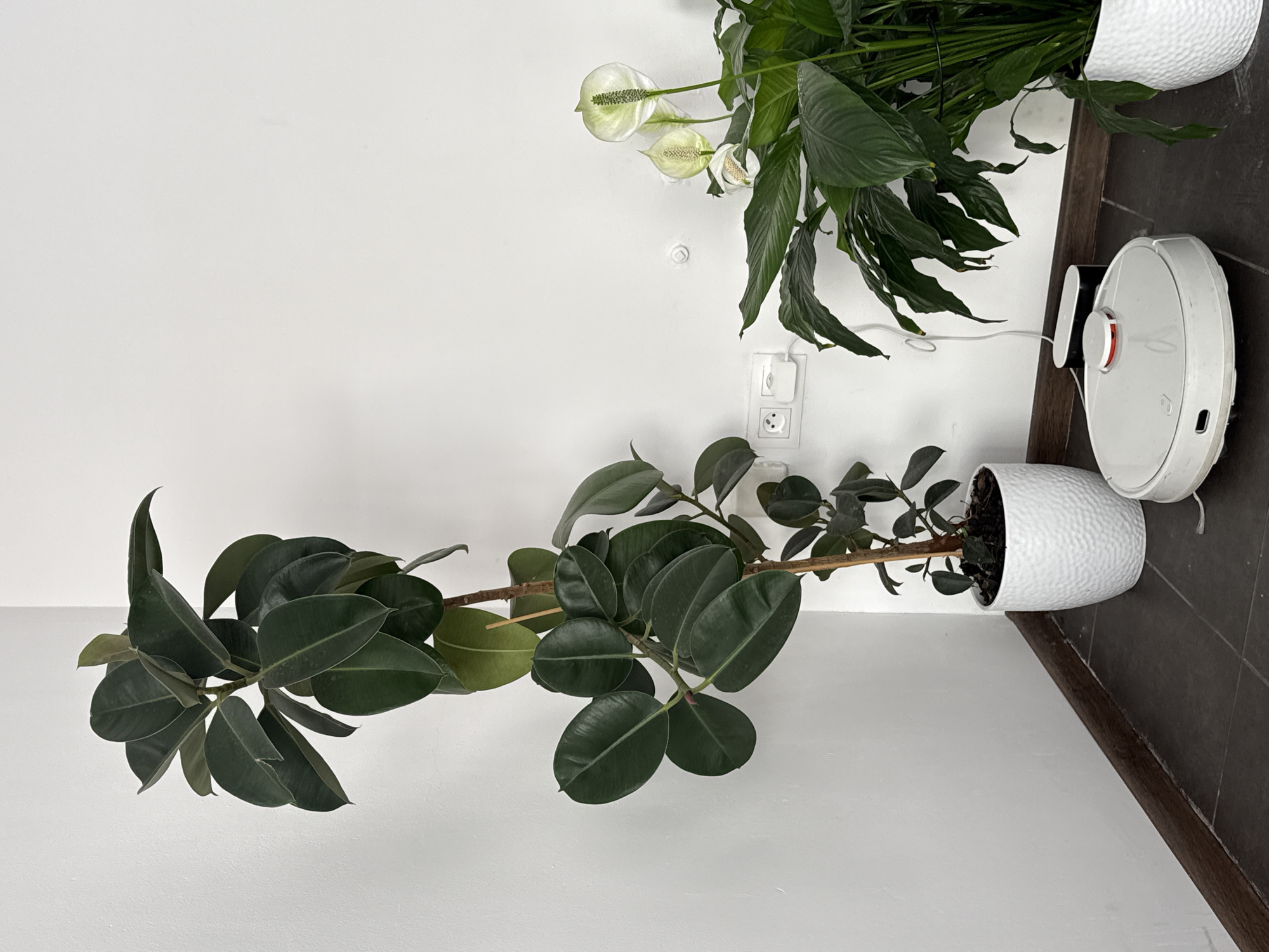A robot vacuum cleaner is parked next to a potted peace lily plant in front of a white wall. To the left of the peace lily is a tall potted rubber plant. Two white electrical outlets are visible on the wall behind the plants. The floor is tiled in a dark gray color.