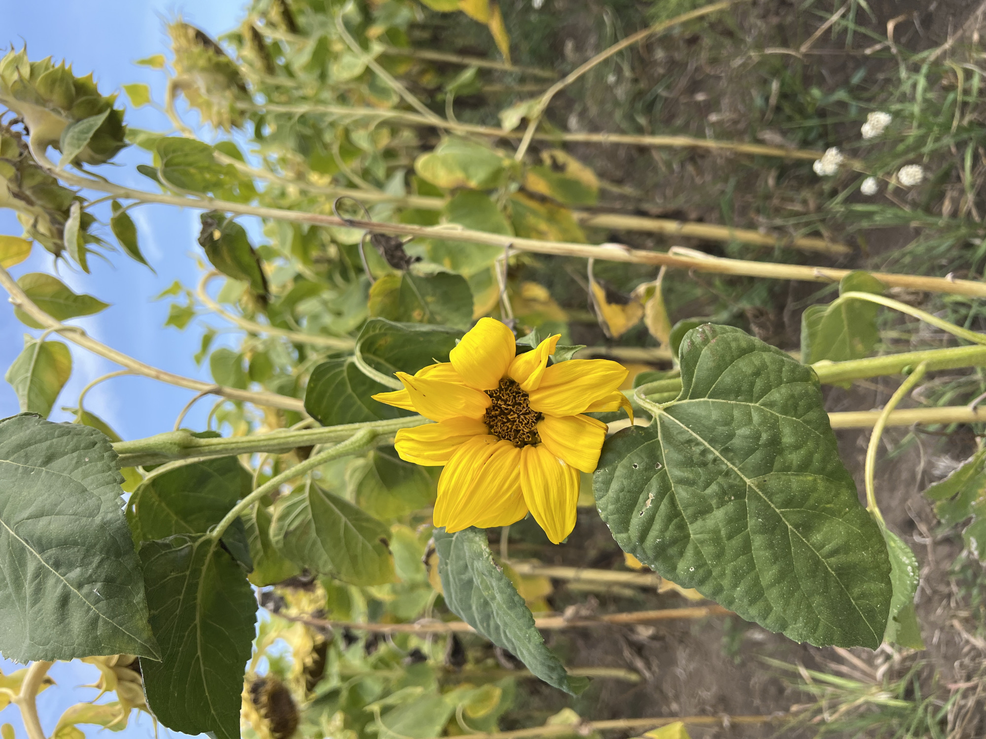 A single, bright yellow sunflower with brown seeds in its center is in focus in the foreground, with its petals slightly curled. It is positioned to the left of the frame. The sunflower is surrounded by large, green leaves. Behind this prominent flower, a field of sunflowers stretches into the distance, many of which appear to be past their prime, with drooping heads and drying petals. The stalks of the sunflowers are thick and yellow-brown. The ground beneath the flowers is covered with dry soil and scattered green grass. The sky above is a clear, light blue with a few faint clouds. The image captures a scene in a sunflower field, likely in the rural area surrounding Laskivtsi, Ukraine, given the context of the request. There are no people or animals visible in the image. The overall impression is of late summer or early autumn, when sunflowers are maturing.