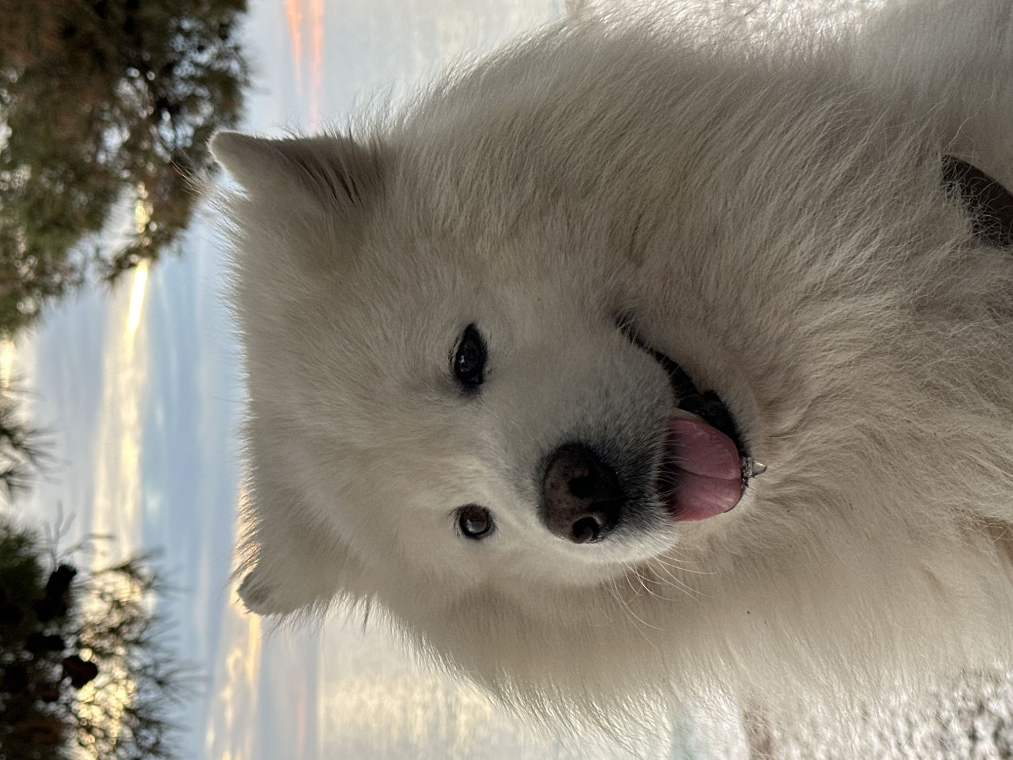 A close-up, low-angle shot shows a white Samoyed dog with black eyes, a black nose, and a pink tongue sticking out. The dog appears to be panting, with its head tilted slightly to the right. The background reveals a blurred sky with a hint of orange light, suggesting sunrise or sunset. Bare tree branches with dark green needles are visible in the lower left corner and near the upper left of the frame. The scene is likely outdoors, possibly in a park or natural area. The location in the city of Bar, Montenegro is speculative, as the image lacks specific landmarks or contextual clues to confirm the location.