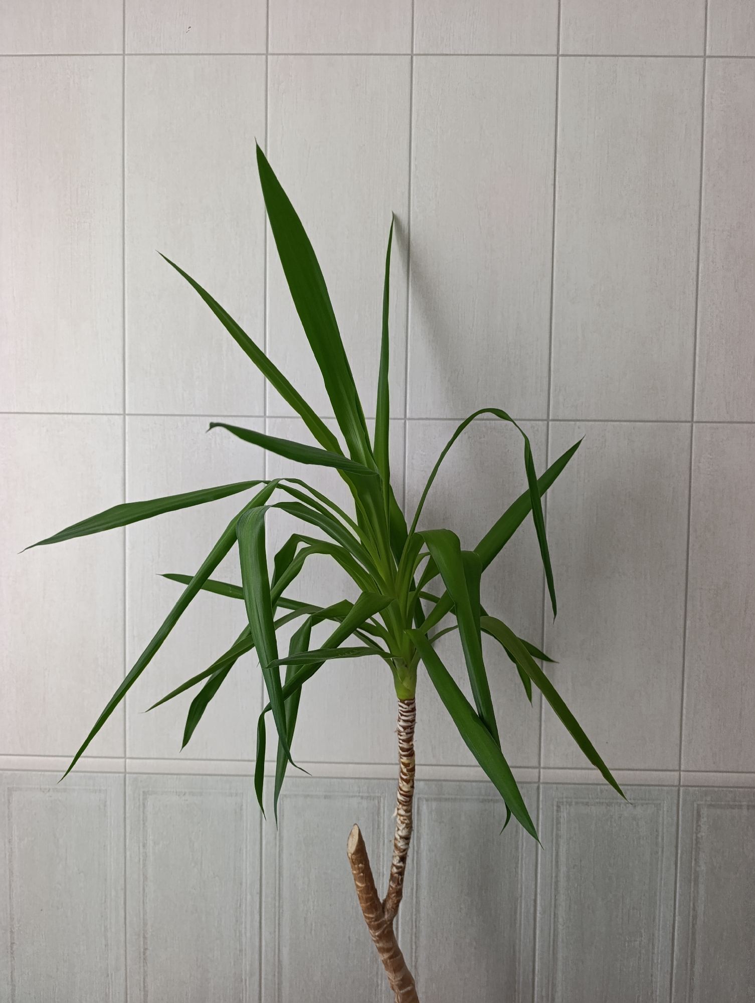 A medium shot shows a yucca plant with long, green, sword-like leaves against a white tiled wall in Ivanovska, Russia. The plant's stem is visible, with a rough, brown and white textured bark and a cut end. The tiled wall is made of rectangular tiles, arranged in a grid pattern, with visible grout lines. The lighting appears to be even, suggesting an indoor setting. There are no people or animals present in the image.