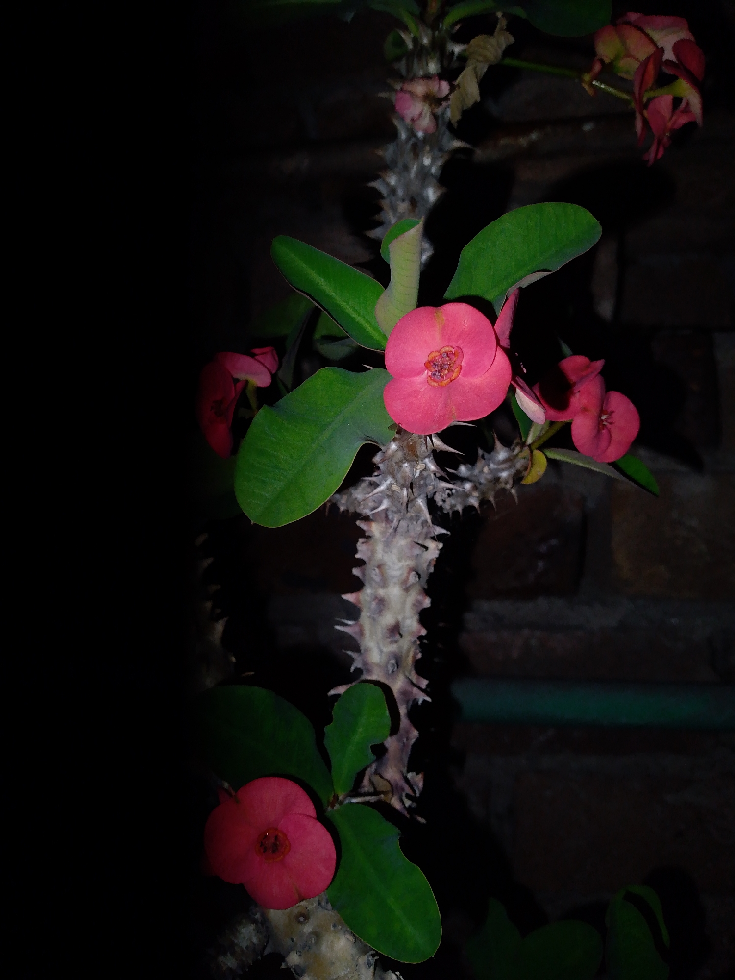 A close-up image displays a flowering Euphorbia milii (Crown of Thorns) plant against a dark brick wall backdrop in the city of Unknown, Unknown. The plant features thick, greyish-brown stems densely covered with sharp, conical thorns. Several ovate green leaves are visible interspersed along the stems. Multiple pink to reddish-pink flowers are present; a prominent, fully open, bright pink flower with a visible yellowish-orange center is positioned in the upper-middle left. Other flowers and buds appear along the stems, including a partially wilted specimen towards the upper right. A dark green horizontal pipe is faintly visible in the mid-right background. The scene is dimly lit, with the plant illuminated against a predominantly dark environment.