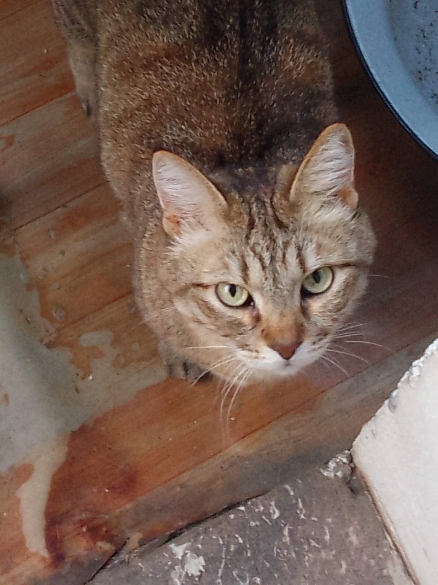A tabby cat with green eyes is looking up at the camera from a wooden floor. The cat is the primary subject and is positioned in the center of the frame. The floor is made of wooden planks and appears wet in some areas, with a reddish-brown stain. To the right of the cat, a portion of a light-colored bowl or dish is visible. The background is out of focus, showing more of the wooden floor and a gray, textured surface. The lighting is moderate and seems to be coming from above. The overall scene suggests an indoor or semi-outdoor setting. There are no humans or any specific identifiable landmarks of Khabarovsk, Russia visible in the image.