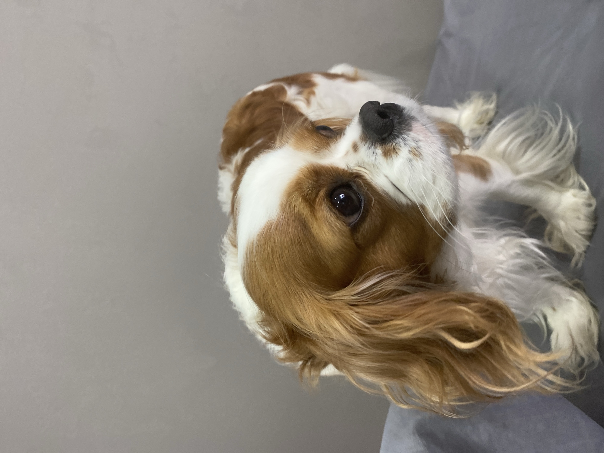 A Cavalier King Charles Spaniel with brown and white fur is shown in a medium shot, looking to the right. The dog has large, dark eyes and a black nose. Its fur is long and wavy, with brown patches on its head and back, and white fur on its face and chest. The dog is sitting on a gray surface, possibly a blanket or cushion, against a plain gray background. The lighting is soft and even. The location is unknown.
