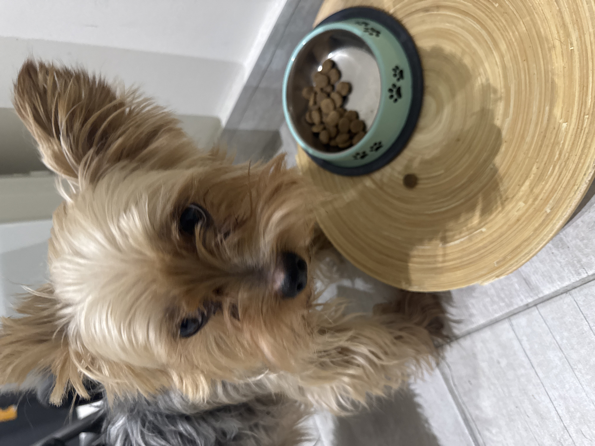 A Yorkshire Terrier dog is shown with its head looking towards the camera. In the foreground, to the right of the dog, is a round, light-colored wooden surface with concentric rings. On this surface is a light blue dog bowl filled with dry kibble. The bowl has black paw prints around its rim. The dog's fur is a mix of brown and grey. The background is out of focus, showing a white wall and floor tiles. The image appears to have been taken indoors in Agios Tychona Community, Cyprus.