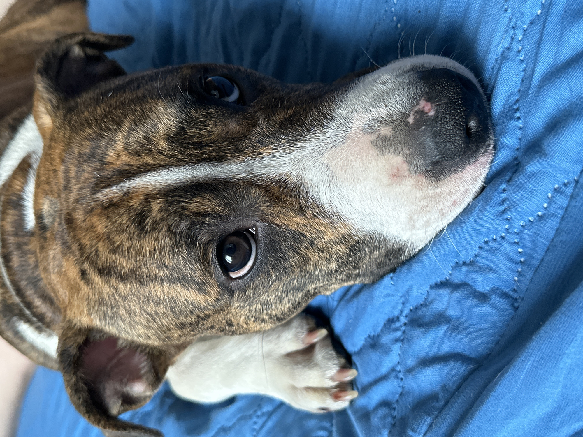 A close-up, high-angle shot captures a brindle and white dog resting on a blue, quilted surface, likely a blanket or bedspread, in Trudovaya, Russia. The dog's head dominates the frame, turned slightly to the right, with its gaze directed upwards and to the left, showing large, dark, expressive eyes. Its fur exhibits a distinct brindle pattern of brown, black, and tan stripes, contrasted by prominent white markings on its muzzle, a stripe running between its eyes, and on its chest and visible paw.
The dog's black nose shows some lighter pinkish areas, possibly natural pigmentation or slight wear. One white paw with light-colored claws is visible, resting gently on the blue fabric. The texture of the dog's fur, the details of its eyes reflecting ambient light, and the slightly textured, quilted nature of the blue fabric are clearly discernible. The scene conveys a sense of calm and repose, suggesting the dog is relaxed indoors. No specific time of day or weather conditions are evident, and there is no visible text.