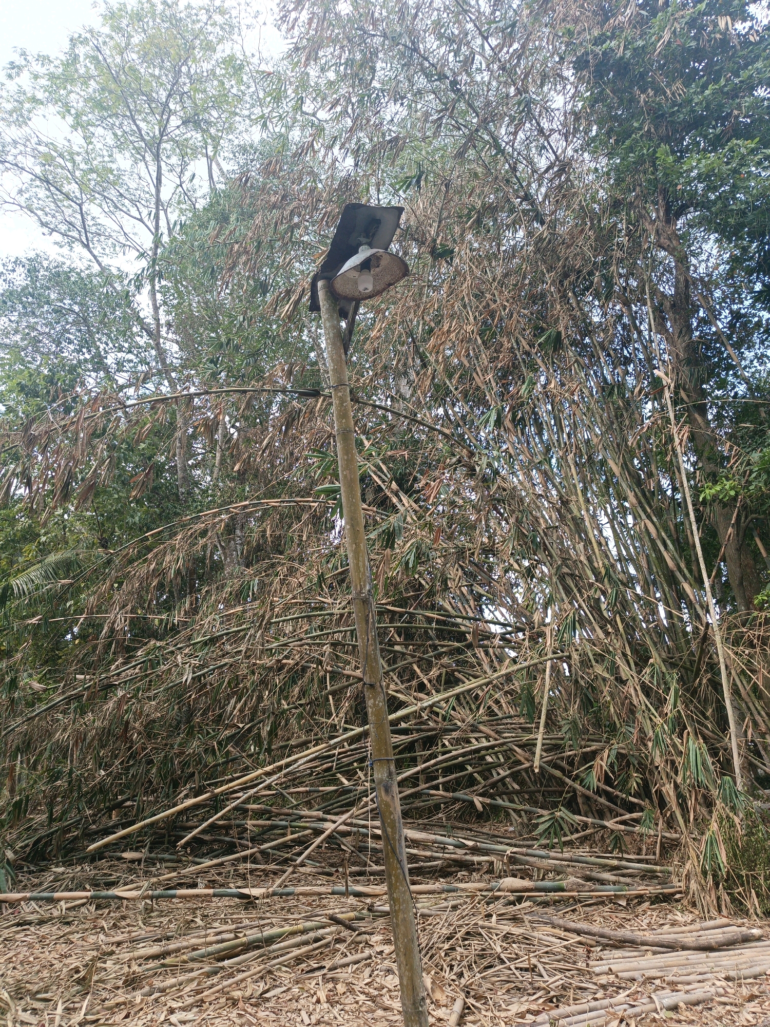 An outdoor, low-angle, full shot shows a bamboo pole with a light fixture on top and what appears to be a canopy over it. The pole is situated in a dense bamboo forest. The ground is covered with dried bamboo stalks and leaves, and several bamboo stalks are bent over or broken. The sky is overcast. The image was taken in Buayan, Indonesia.