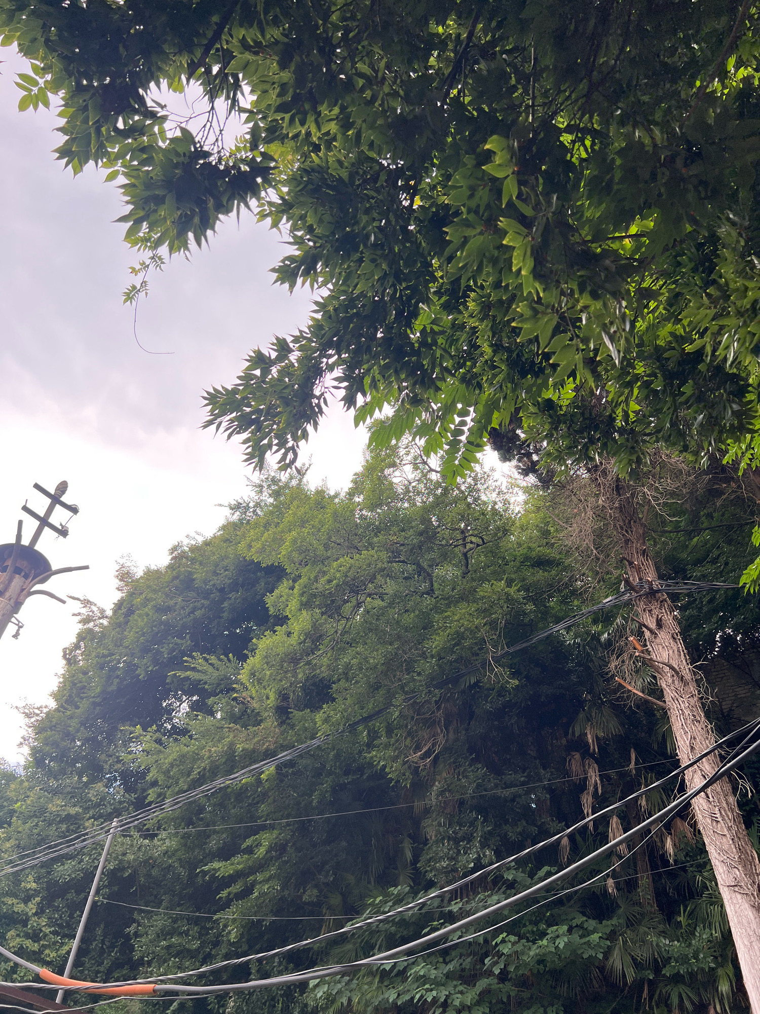 The image, taken from a low angle, looks up through dense green foliage towards a cloudy sky. The foreground features a utility pole on the left with crossbars and what appears to be insulators, and a section of thick, orange-wrapped cable running horizontally at the very bottom. To the right of the pole, a tall, rough-barked tree trunk rises through the frame, adorned with numerous thin, dried tendrils. Several black electrical wires crisscross the image, running from right to left, some appearing taut and others slightly slack. The background is dominated by a profusion of lush green leaves and branches from various trees and possibly palm fronds, creating a somewhat overgrown and wild appearance. The overall impression is one of nature encroaching on or coexisting with urban infrastructure. The scene is likely located in Sokhumi, Abkhazia, given the presence of lush vegetation often found in subtropical regions.