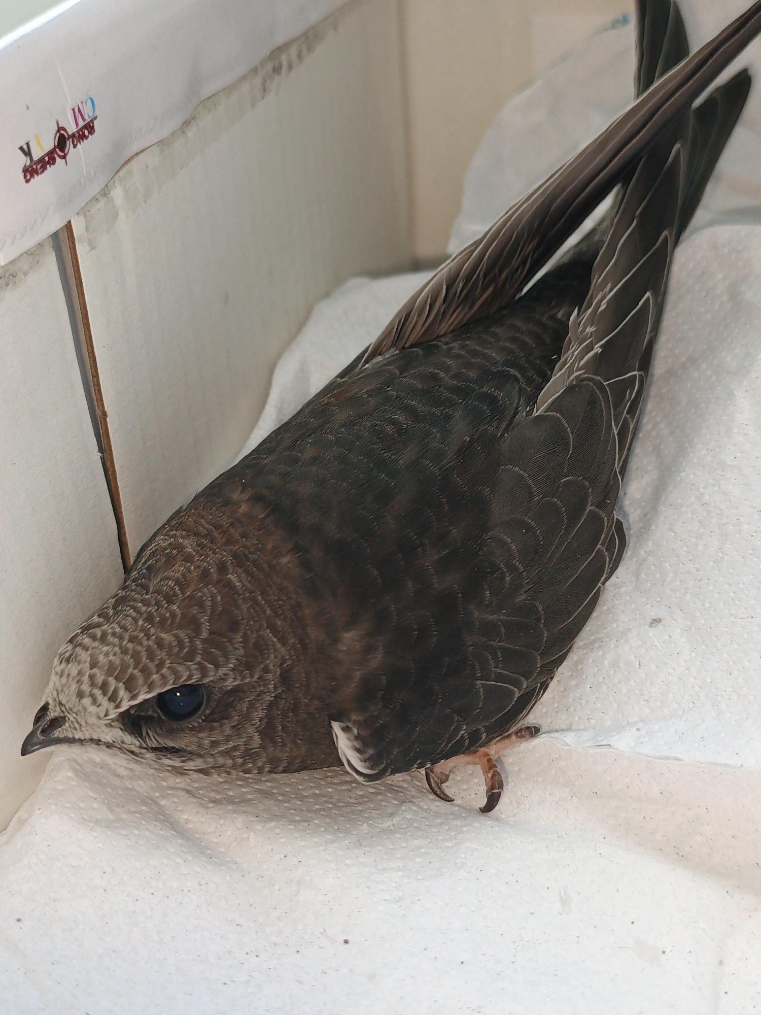 The image shows a dark-brown bird with light brown markings on its head and wings. The bird is lying on a white, textured surface that appears to be paper towel. It is inside a cardboard box, the inside of which is visible on the left side of the image. A logo with colorful letters is printed on the inside of the box. The bird's feet are visible, with dark claws. The bird's eye is dark and appears to be reflecting light. The image was taken indoors. There is no information in the image to suggest a location in Zlatoust, Russia.