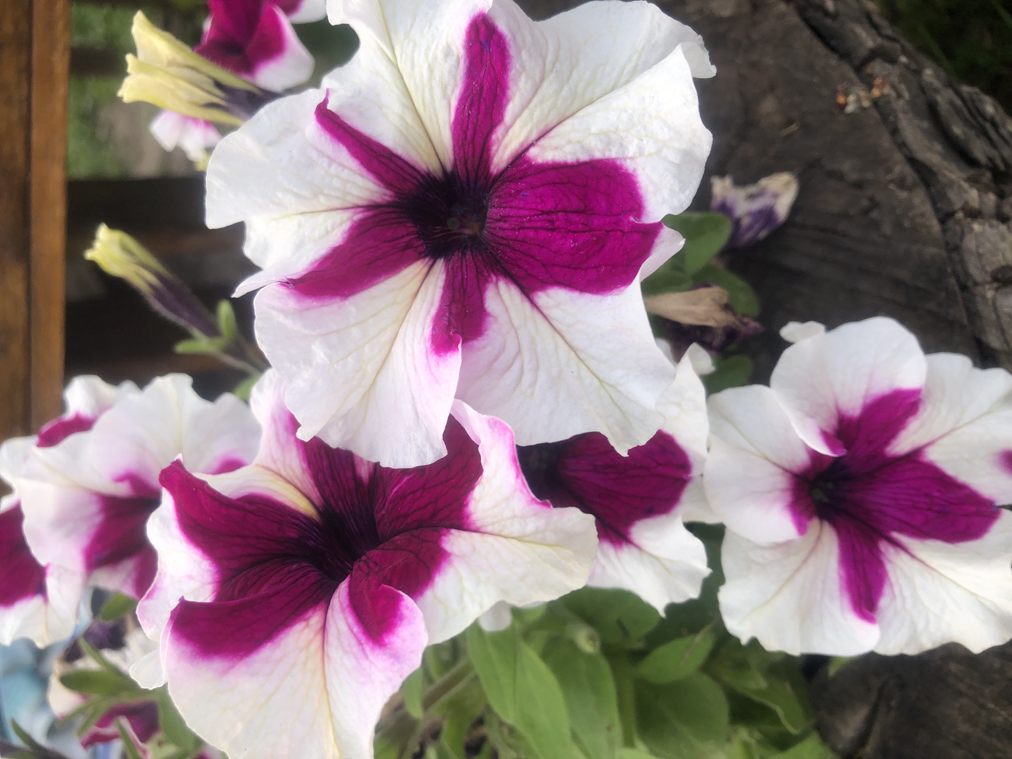 A close-up, overhead shot features a cluster of white and magenta petunias, some fully bloomed and others in bud, set against a rustic wooden surface. The flowers, with their delicate, trumpet-shaped petals, exhibit a striking contrast between pure white and deep magenta, radiating outwards from a dark center. The blooms are arranged in a natural, unmanicured fashion, with some petals slightly curled and others showing signs of wilting. Green foliage peeks from behind the flowers, adding a touch of vibrant life to the composition. The wooden surface, rough and weathered, hints at an outdoor setting, possibly a garden or a planter.