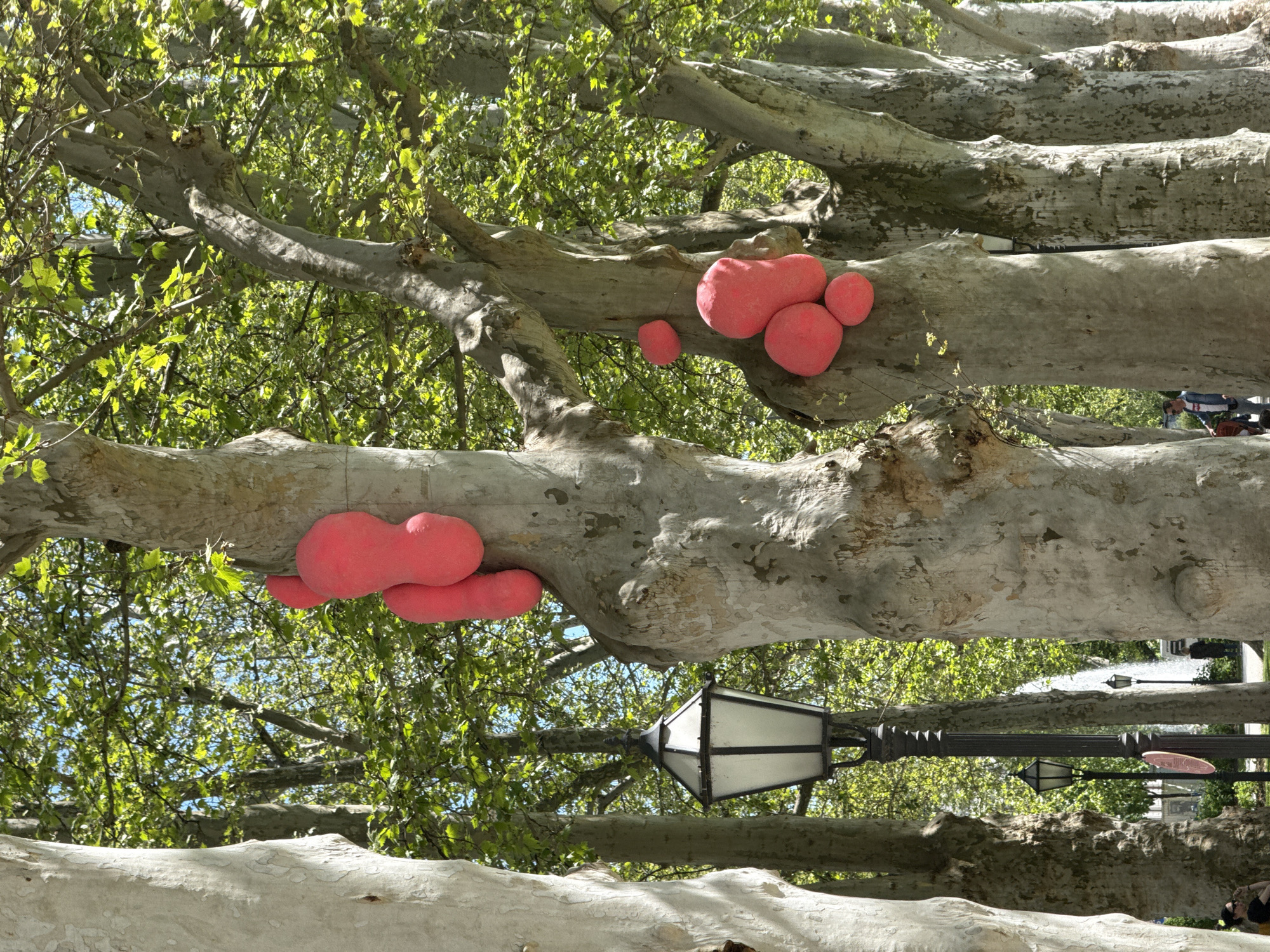 The image depicts a view looking up into the canopy of a tree in what appears to be an urban setting, specifically in the city of Zagreb, Croatia. The tree has thick, light grey branches, on which clusters of bright pink objects, presumably sculptures or art installations, are attached. Green leaves are interspersed throughout the branches. A black lamppost with a white, geometrically shaped lantern is visible in the foreground. In the background, a street with what seems to be a fountain and people is slightly visible.