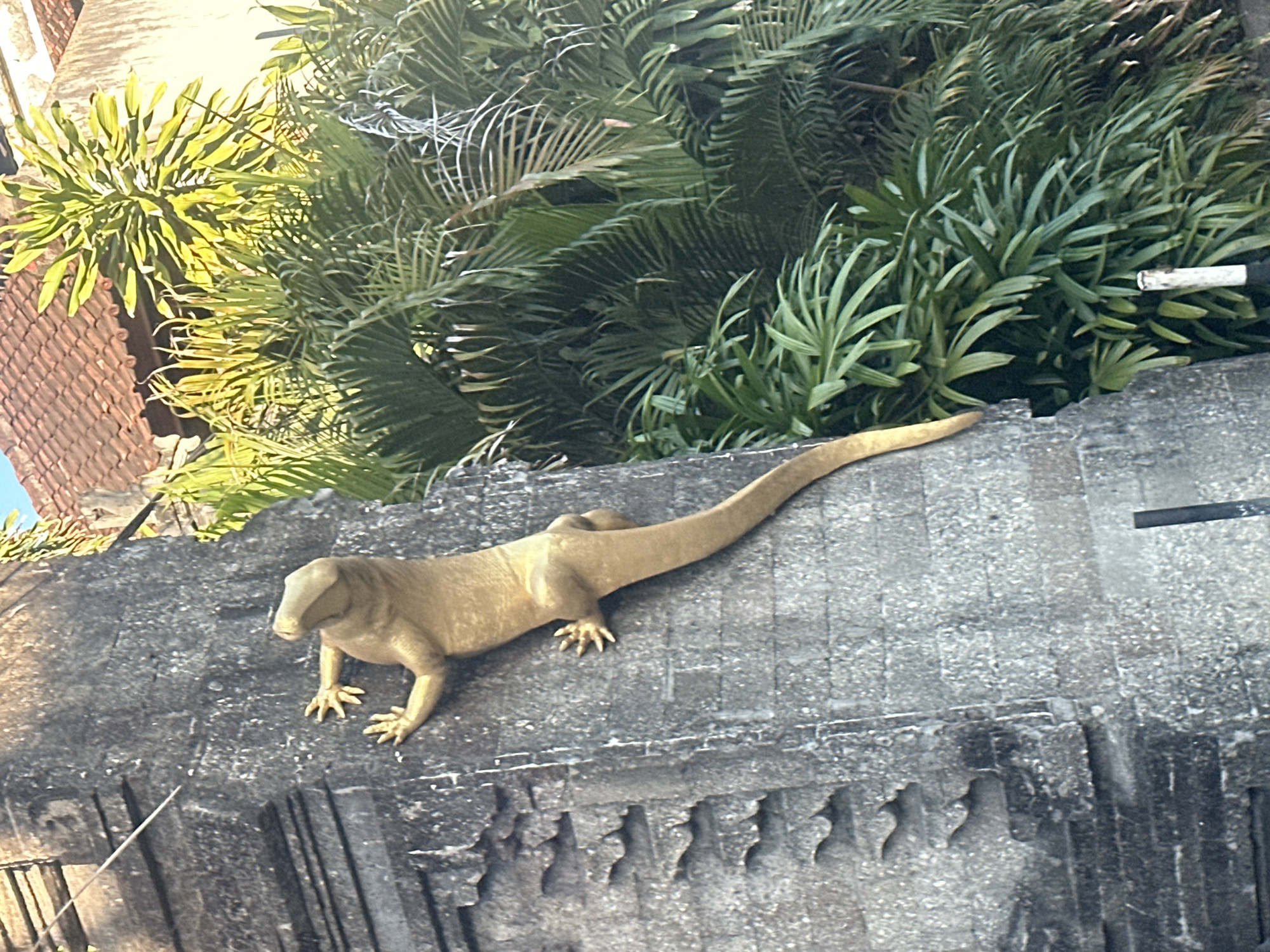 A statue of a golden lizard rests on a weathered, grey stone wall. The lizard, depicted in a crawling pose, is positioned centrally in the frame, with its head turned slightly to the left. Behind the wall, lush green foliage, including palm fronds, creates a vibrant backdrop. The lighting suggests it is daytime, with sunlight illuminating the scene and casting subtle shadows. The texture of the stone wall is rough and aged, with some decorative carved elements visible along its lower edge. The overall setting appears to be an outdoor environment, possibly in a garden or courtyard, with hints of a tiled roof in the upper left corner. There is no visible text in the image. The location context of Kuta, Indonesia, suggests a tropical or subtropical climate, consistent with the dense greenery and bright lighting.