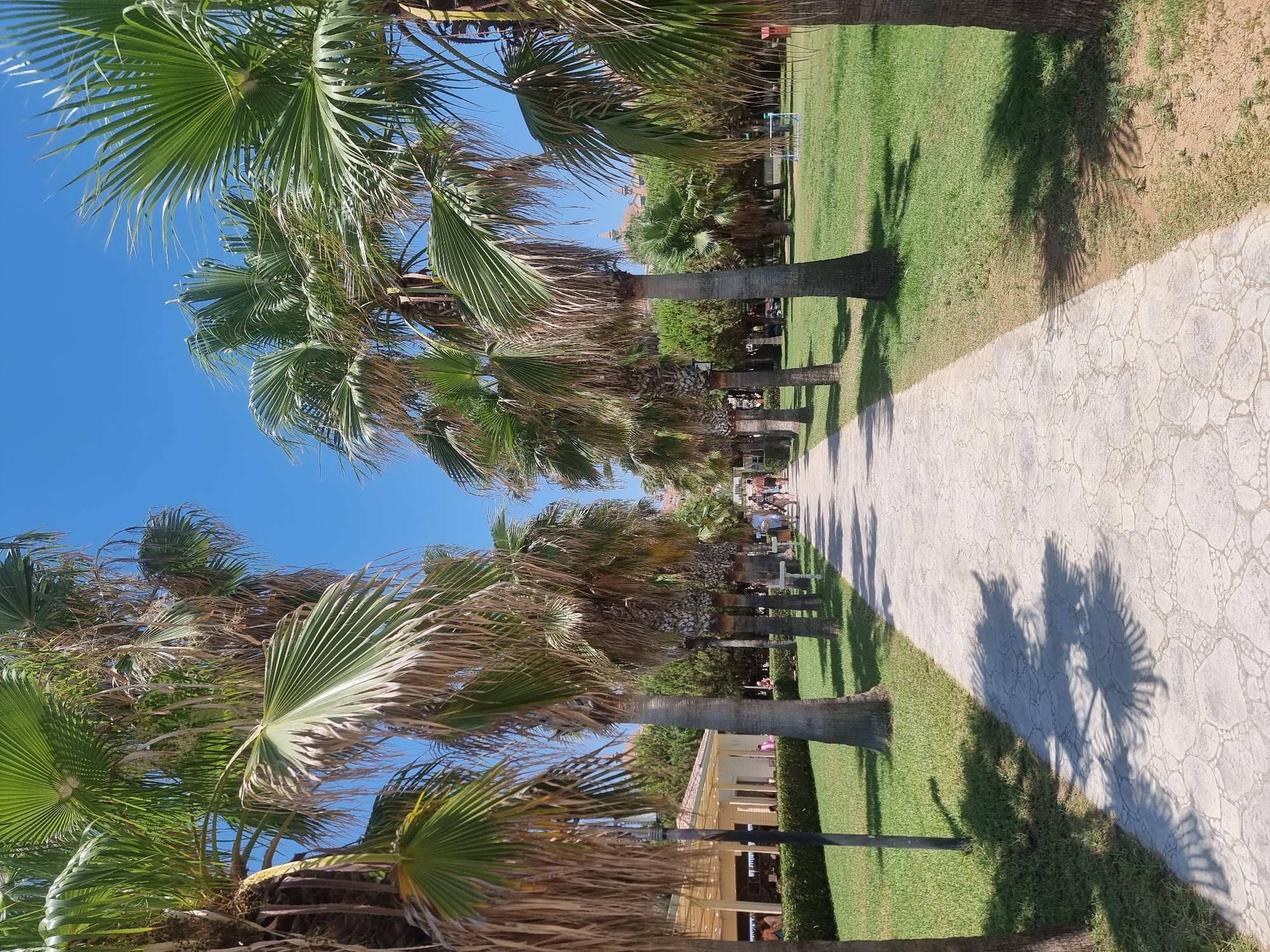 The image shows a pathway lined with palm trees on both sides, leading towards a building with a covered outdoor seating area. The pathway is paved with light-colored stones that have a textured, mosaic-like pattern. Green grass covers the area on either side of the pathway, and some of the grass areas have shadows cast by the palm trees. In the distance, there are more trees and buildings, suggesting an urban or resort environment. A few people are visible walking along the pathway in the distance. The sky is clear and blue, indicating sunny weather. This scene is typical of a resort area in Manavgat, Turkey, known for its lush vegetation and palm-lined streets.
