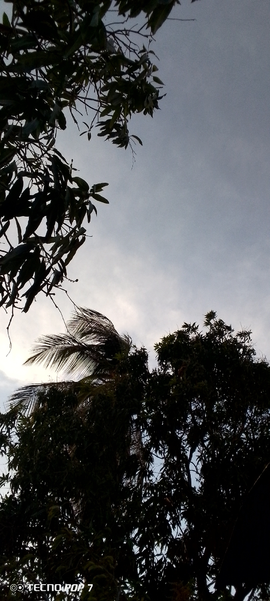 The image, taken from a low angle, captures a view of trees against a cloudy sky. The foreground features silhouetted tree branches and foliage, obscuring a clear view of the sky. A palm tree is visible in the middle. The background is a sky with light clouds. The "TECNO POP 7" watermark is present in the lower left corner. The location is presumed to be in a rural part of Altagracia, Venezuela, given the presence of the trees.
