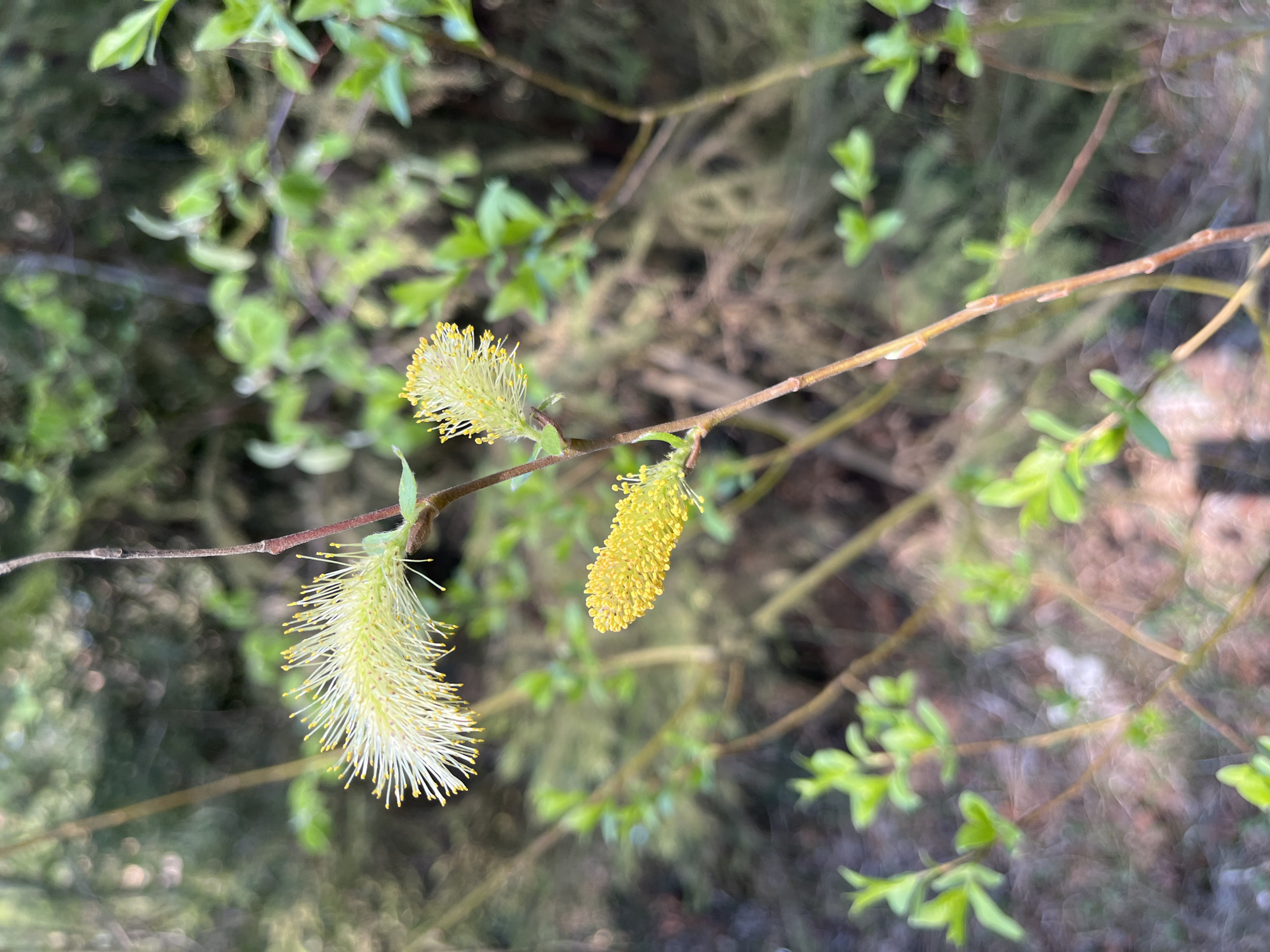 Close-up of pussy willow branches with catkins and new leaves in an outdoor setting. The location is Chaikovsky, Russia. The background shows blurred foliage and branches.