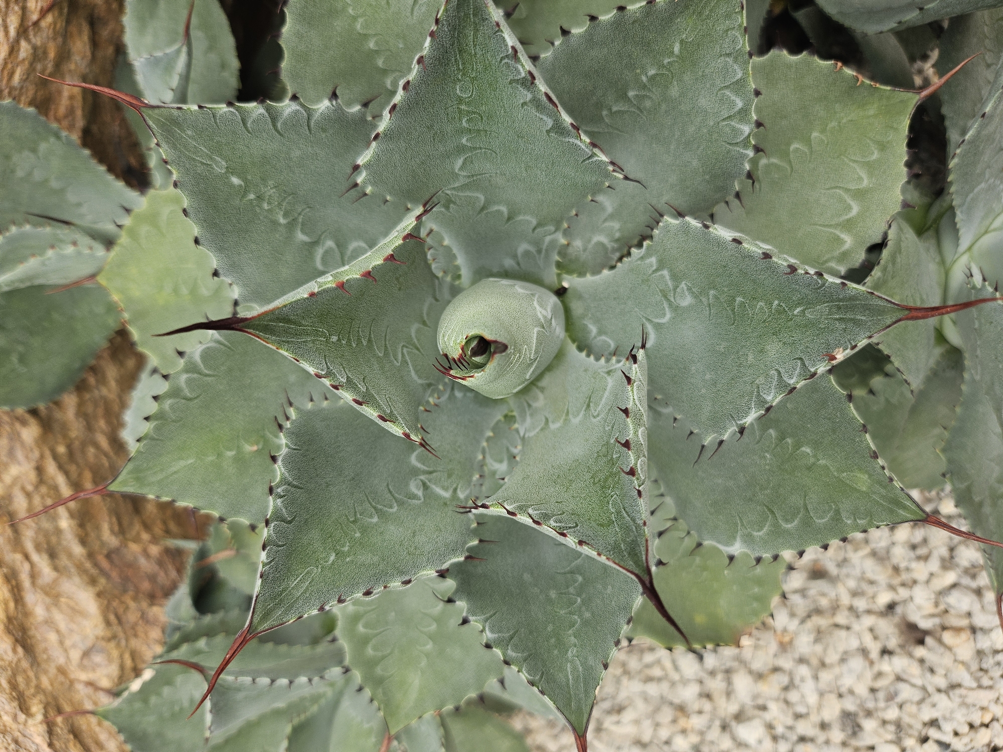 This is a close-up, overhead shot of a succulent plant, likely an agave, with its characteristic spiky leaves arranged in a rosette pattern. The leaves are a pale green with a powdery, almost frosted appearance. Each leaf is edged with small, sharp teeth and terminates in a longer, reddish-brown spine. The center of the plant shows newer growth, with tightly furled leaves forming a central bud.
The plant is set against a backdrop of coarse, light-colored gravel and a textured, brown surface that appears to be bark or rock. There is no visible text in the image. The lighting suggests it is daytime, likely outdoors, given the natural elements. The scene is static, focusing solely on the intricate details and geometric form of the plant. The overall impression is one of resilience and natural beauty, typical of desert or arid-climate flora. The location context provided is Tambon Na Chom Thian, Thailand, which is a coastal area known for its tropical climate. While the plant itself is arid-adapted, its placement in this environment suggests it is cultivated, perhaps in a botanical garden or a well-maintained landscape.