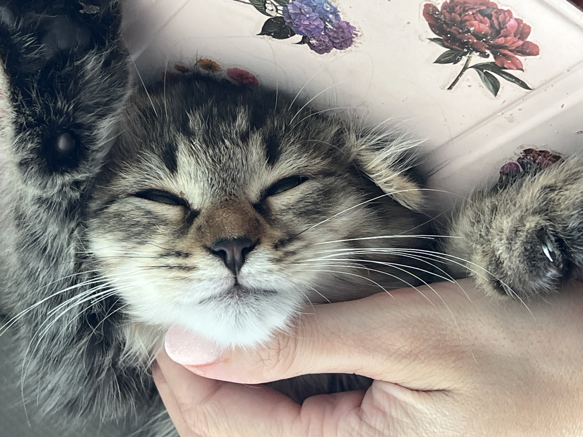A close-up shot captures a tabby kitten lying on its back, eyes closed, with a human hand gently stroking its head. The kitten's fur is a mix of gray, black, and white, with prominent white whiskers. The background appears to be a light-colored surface adorned with floral stickers, one depicting a red peony and another a cluster of purple flowers. The image is cropped to focus on the kitten and the hand, suggesting an intimate and peaceful moment. The environment is not discernible beyond the surface the kitten rests on.